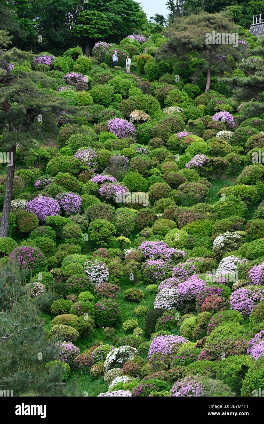 Tokio, Japan - 3. Mai 2026: Tausende von blühenden Azaleen bedecken den Hügel des Shiofune Kannon-JI-Tempels und schaffen damit einen der spektakulärsten japanischen Sp Stockfoto