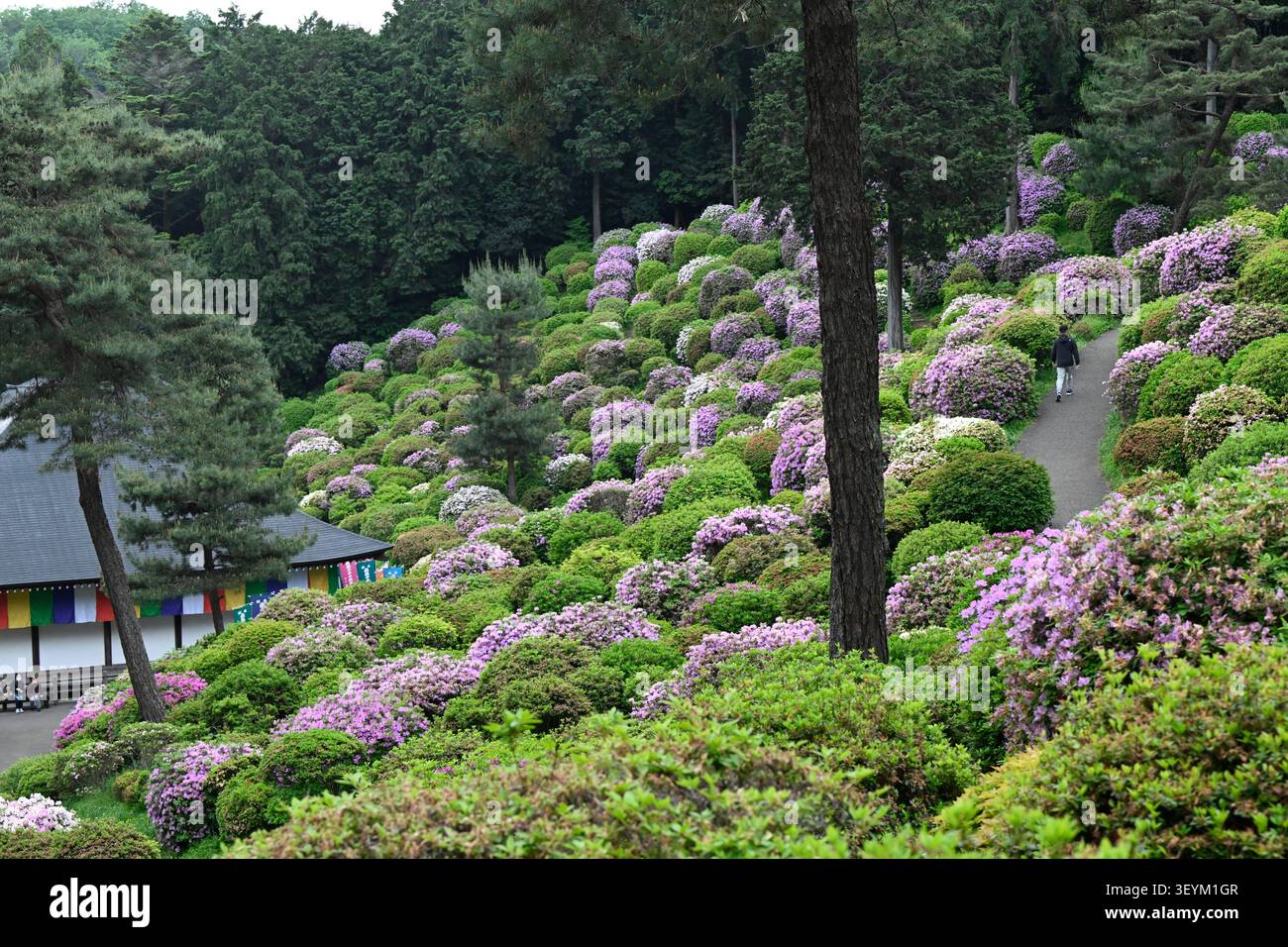 Tokio, Japan - 3. Mai 2026: Tausende von blühenden Azaleen bedecken den Hügel des Shiofune Kannon-JI-Tempels und schaffen damit einen der spektakulärsten japanischen Sp Stockfoto