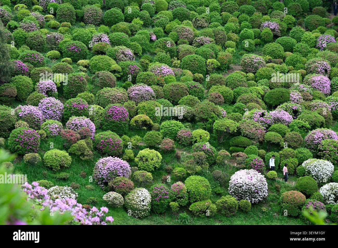 Tokio, Japan - 3. Mai 2026: Tausende von blühenden Azaleen bedecken den Hügel des Shiofune Kannon-JI-Tempels und schaffen damit einen der spektakulärsten japanischen Sp Stockfoto
