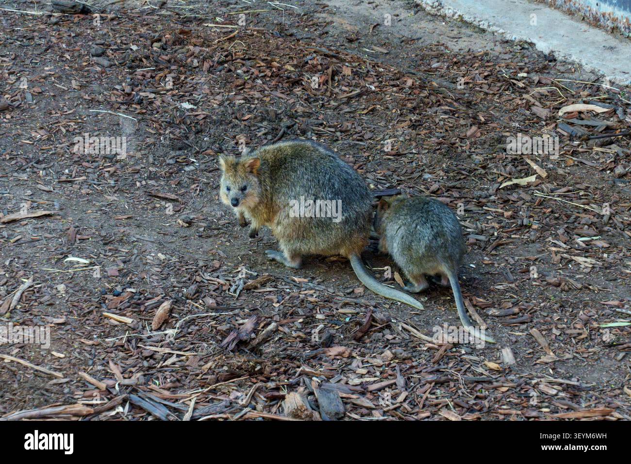 Eine pelzige Quokka-Mutter und ihr kleiner joey stehen auf dunklen Holzspänen und fangen die pflegende Bindung wilder australischer Beuteltiere in der Natur ein. Stockfoto