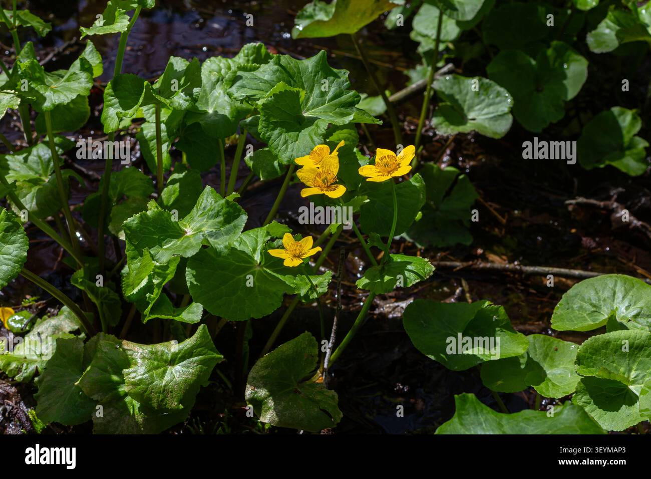 Der Frühling zeigt leuchtend gelbe Blüten von Caltha palustris in einem Feuchtgebiet. Diese Blüten zeichnen sich durch satte grüne Blätter aus, die im glitzernden Wasser gedeihen Stockfoto