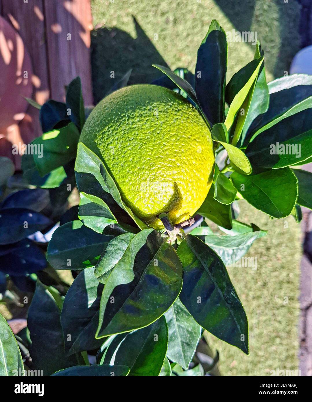 Eine helle Grapefruit liegt auf einem Topfbaum, umgeben von üppigem Grün. Die Sonne wirft Schatten auf die Blätter und hebt die Textur der Frucht hervor A Stockfoto
