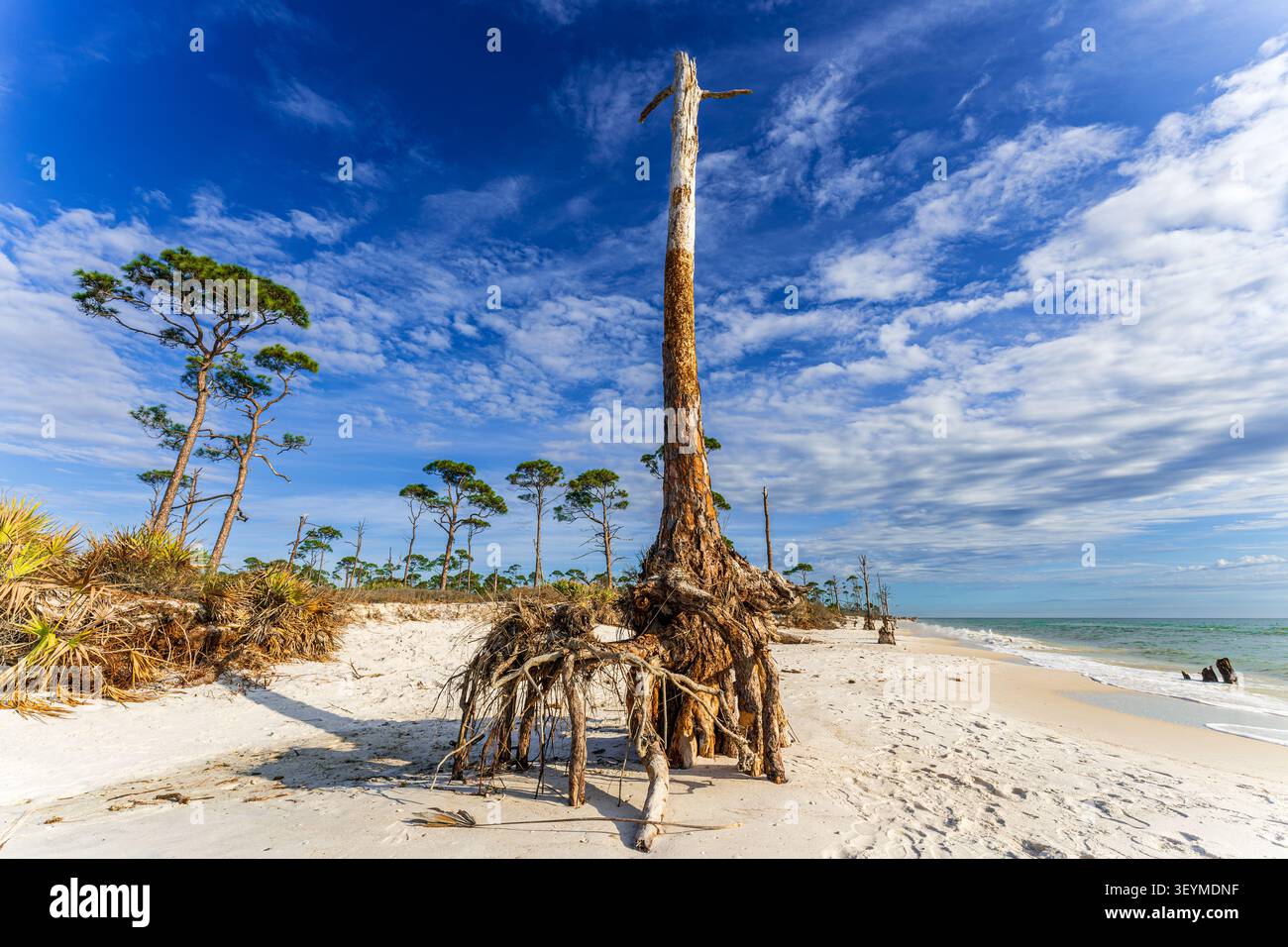 Pittoreske Küstenlinie bei Cape San Blas, Florida, mit sonnenbeschienenen Sand, verstreutem Treibholz und einem markanten verwitterten Baumstumpf vor einer ruhigen Golfkulisse Stockfoto
