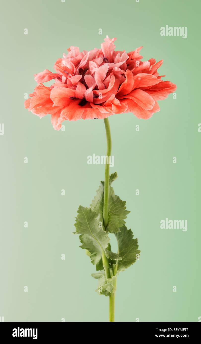 Einzelner orangefarbener, doppelköpfiger Mohn auf glattem grünem Hintergrund Stockfoto