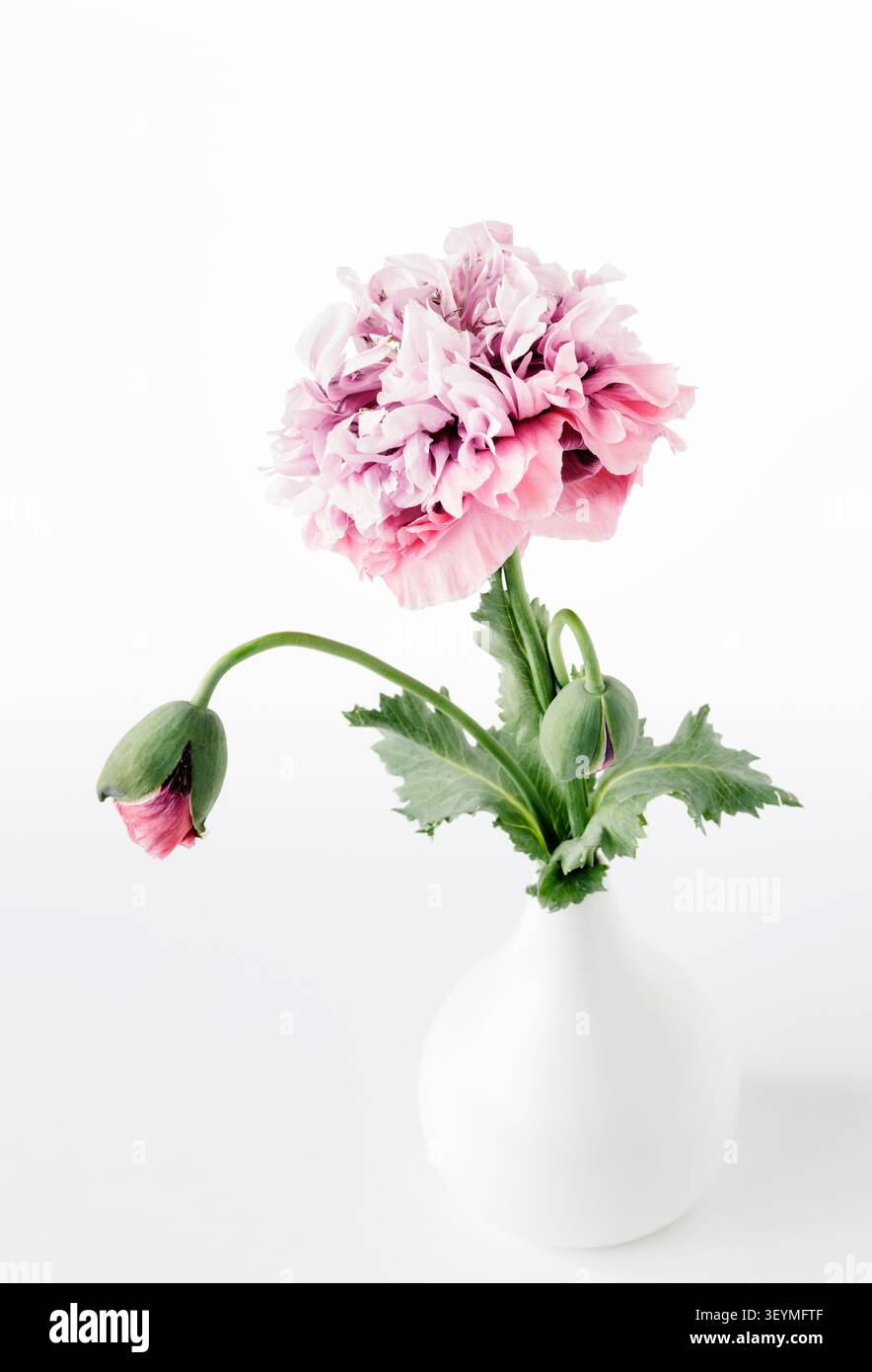 Rosafarbener Pfingstrosenmohn in weißer Vase Stockfoto