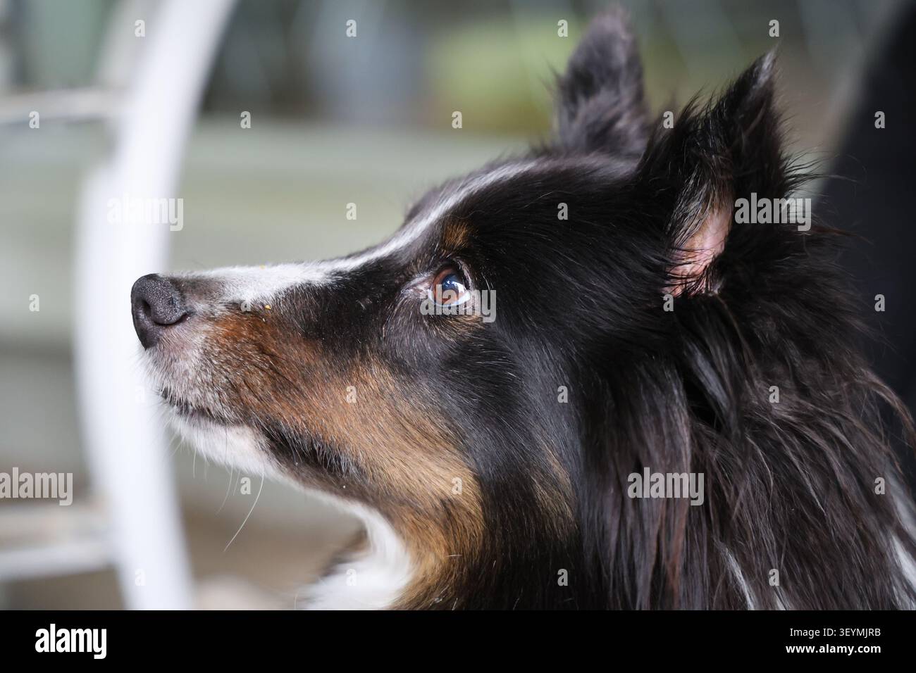 Tri-Color Shetland Sheepdog Porträt. Stockfoto