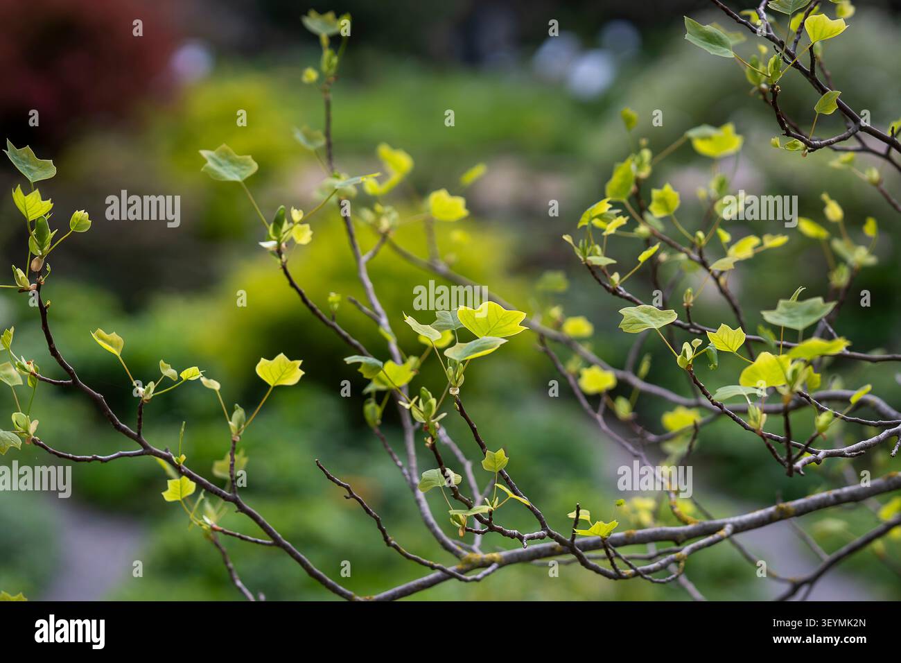 Frische Frühlingsblätter, die an einem Zweig des amerikanischen Tulpenbaums (Liriodendron tulipifera) hervorbrechen, beleuchtet von sanftem natürlichem Licht vor grünem Hintergrund. Stockfoto