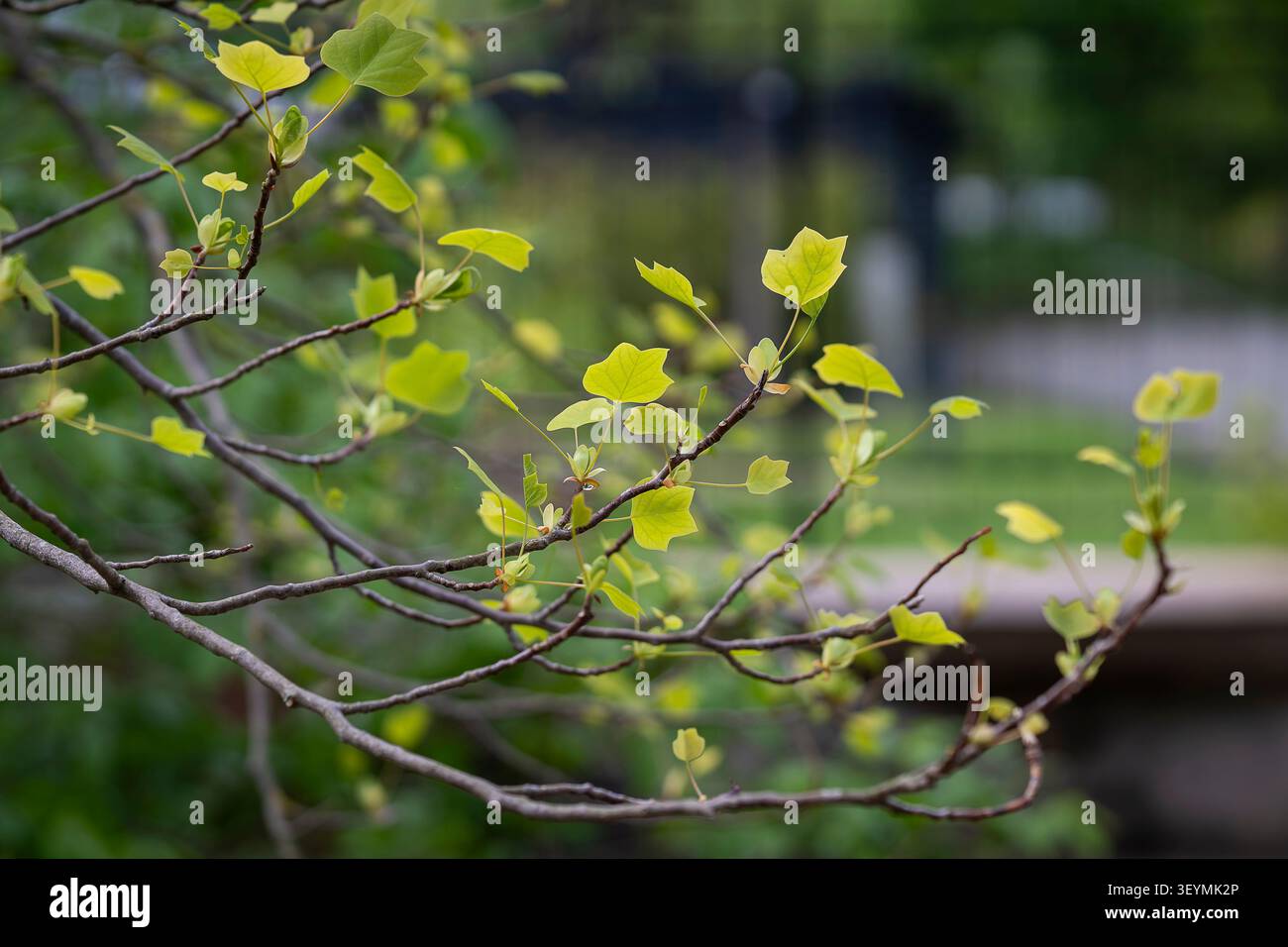 Frische Frühlingsblätter, die an einem Zweig des amerikanischen Tulpenbaums (Liriodendron tulipifera) hervorbrechen, beleuchtet von sanftem natürlichem Licht vor grünem Hintergrund. Stockfoto