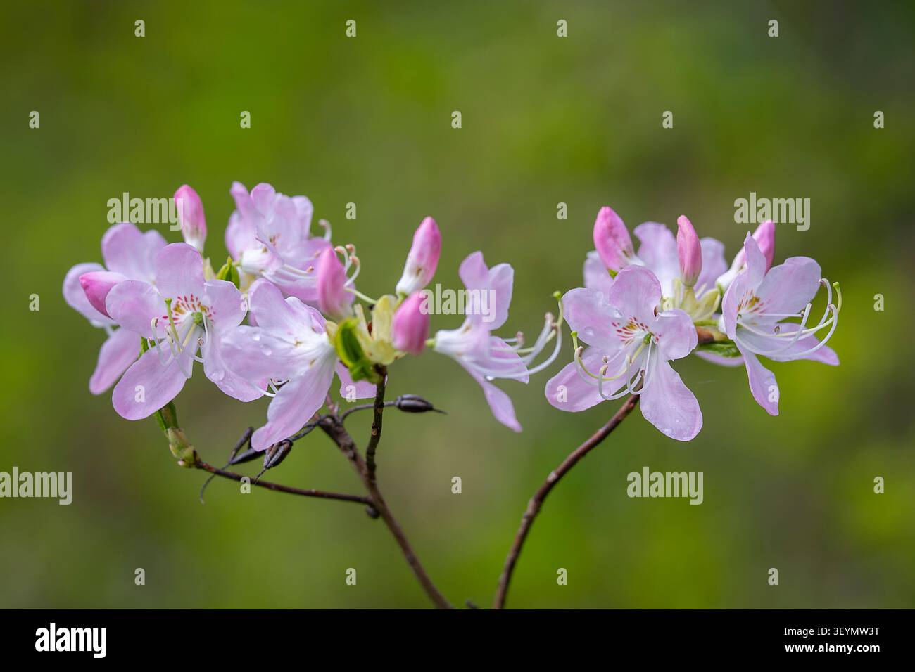 Zarte azalea mit rosa Schale (Rhododendron vaseyi) blüht auf schlanken Zweigen im Frühling, eingefangen mit sanftem natürlichem Licht. Stockfoto