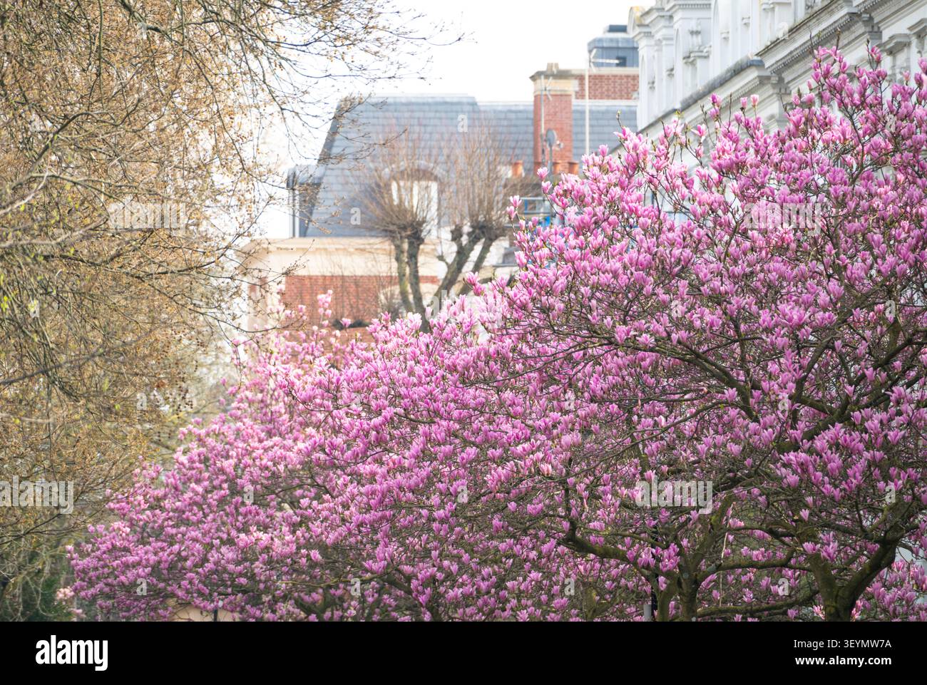 Blühende Magnolie in Kensington und Chelsea, London, England Stockfoto