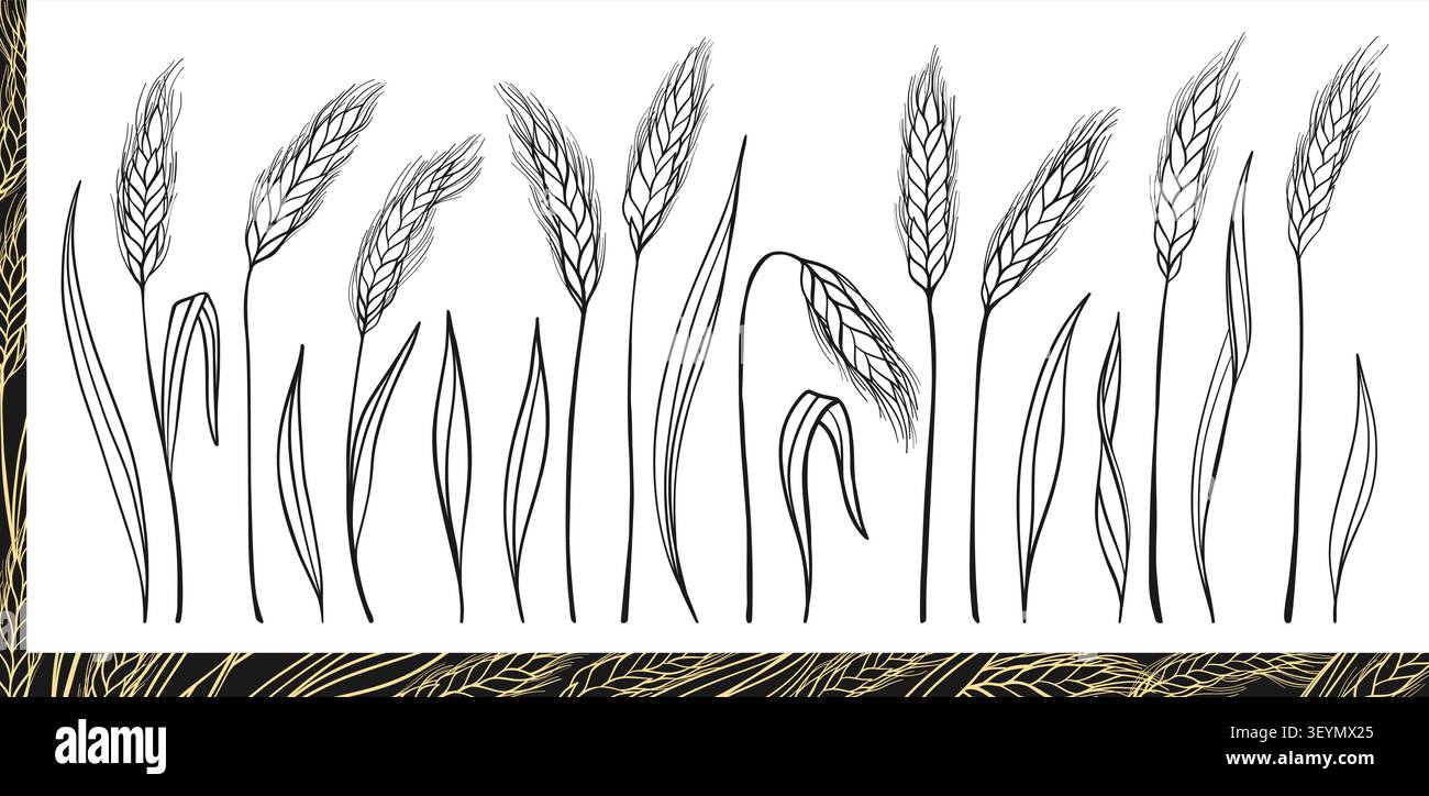 Weizen-Ohr-Line-Set. Getreidekornspikelett- und Halmsymbole für Bäckerei, Brot, Bier-Logo und Bio-Verpackungsetikett. Landwirtschaftslehre für die Ernte von landwirtschaftlichen Betrieben. Illustration des Vektorsymbols Stock Vektor