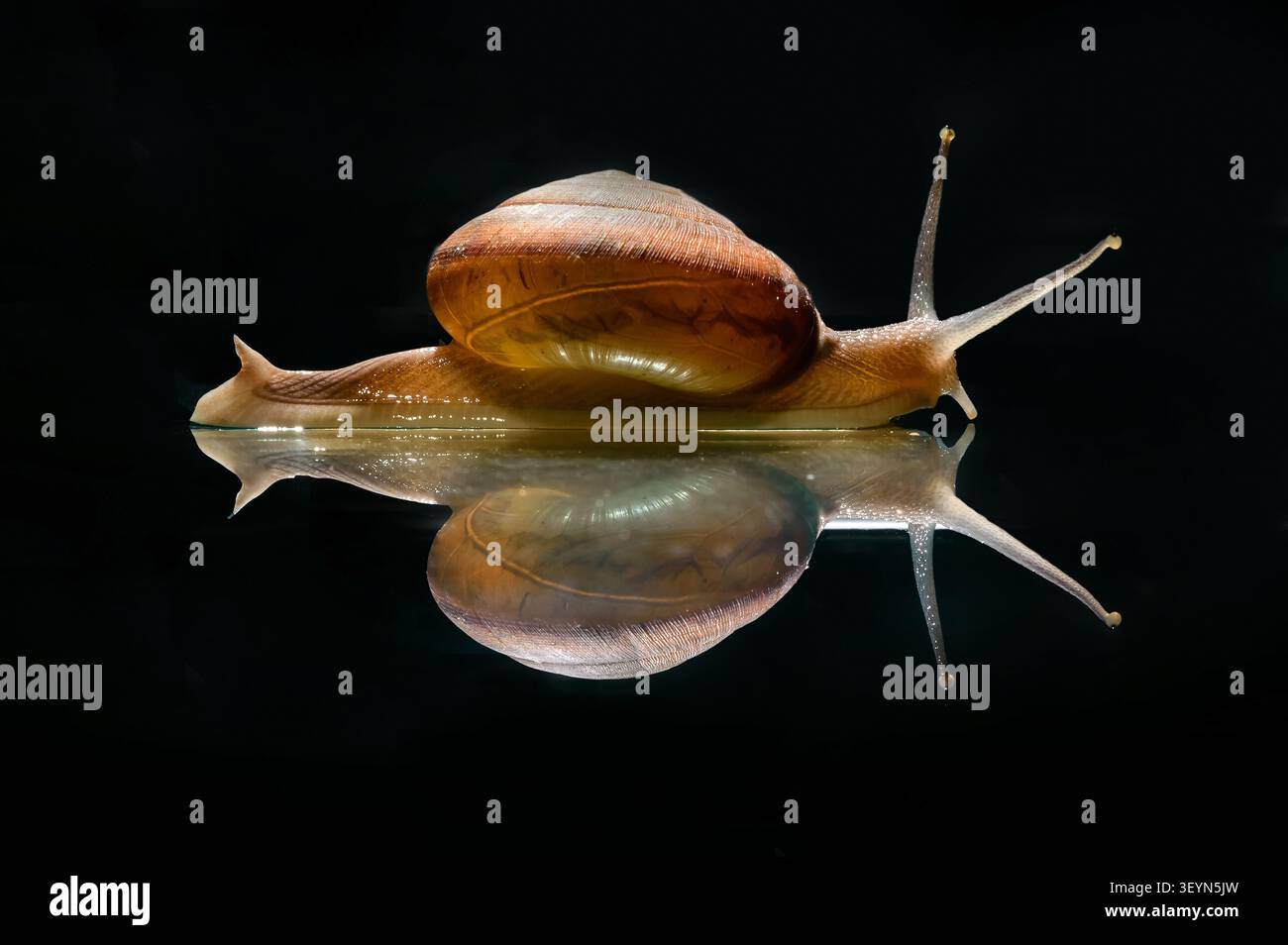 Eine kleine Schnecke läuft langsam am Spiegelboden vorbei, mit einem Reflexionsschatten im dunklen Hintergrund Stockfoto