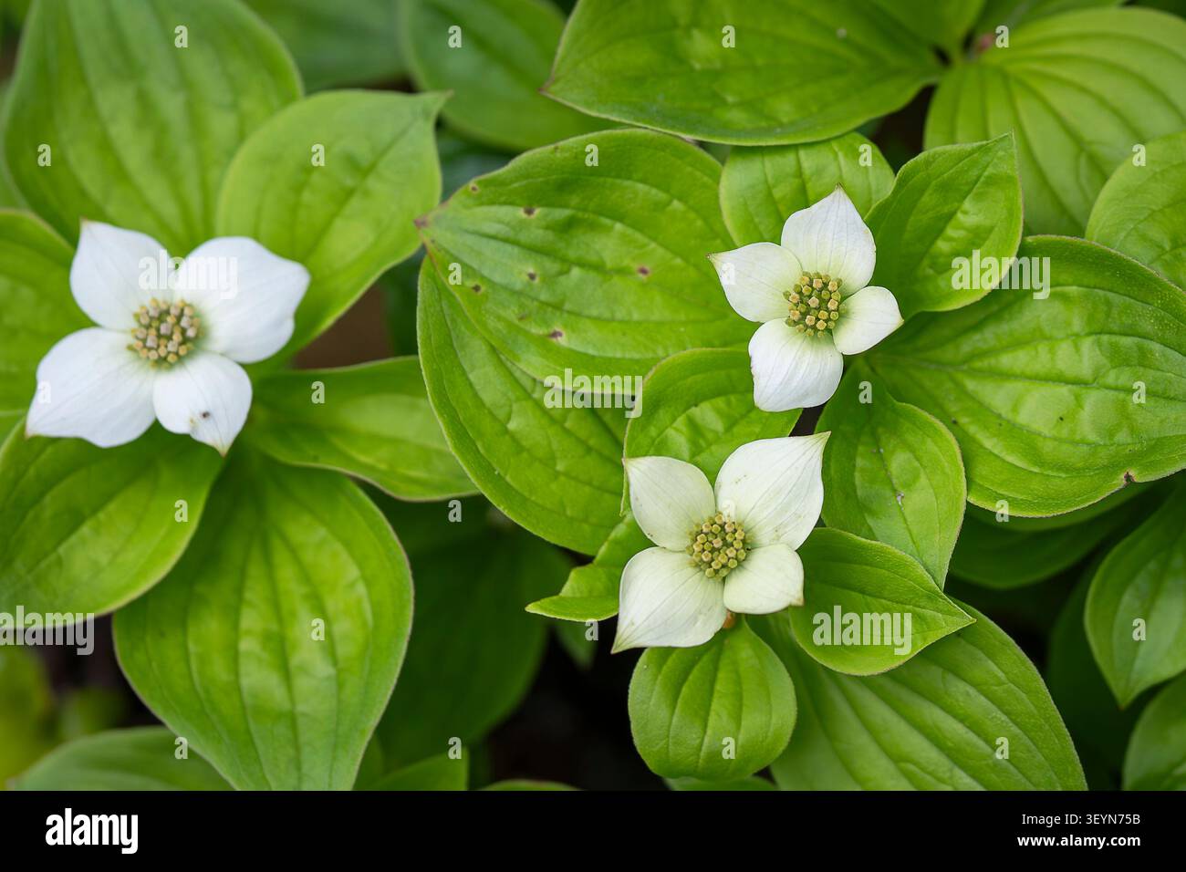 zwergkornel (Cornus canadensis) mit eleganten weißen Blüten und üppig grünem Laub, fotografiert in einem Waldgarten im Frühjahr. Stockfoto