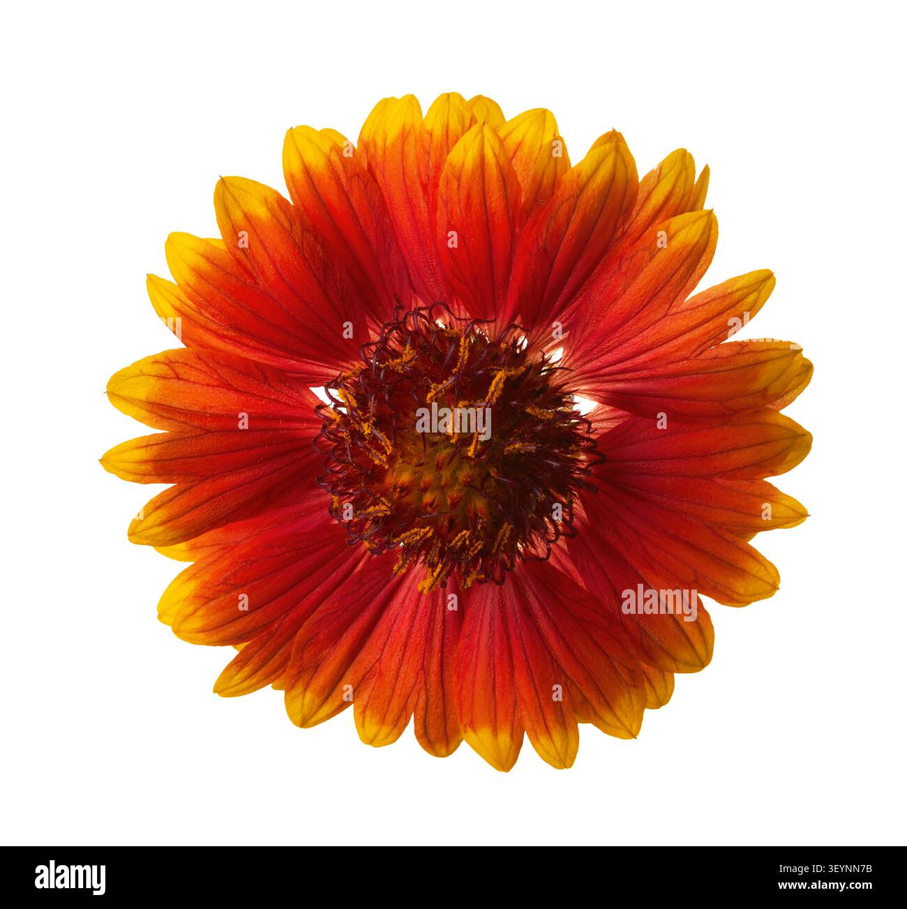 Eine Nahaufnahme von leuchtend farbigen mit roten, orangen und gelben Gaillardia-Blüten, isoliert auf weißem Hintergrund. Gaillardia pulchella Stockfoto