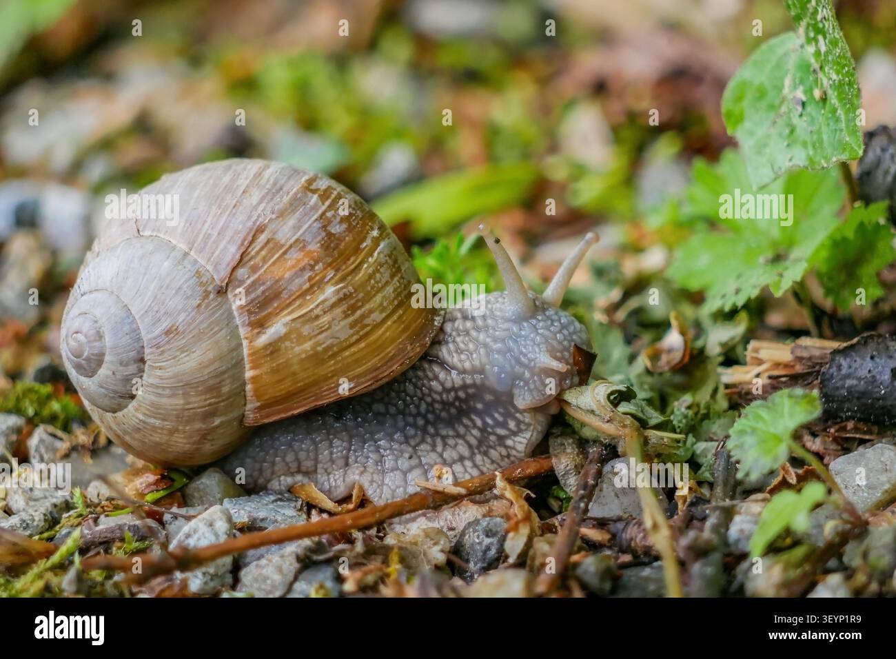 Große römische Landschnecke krabbelt auf Waldboden aus nächster Nähe Stockfoto