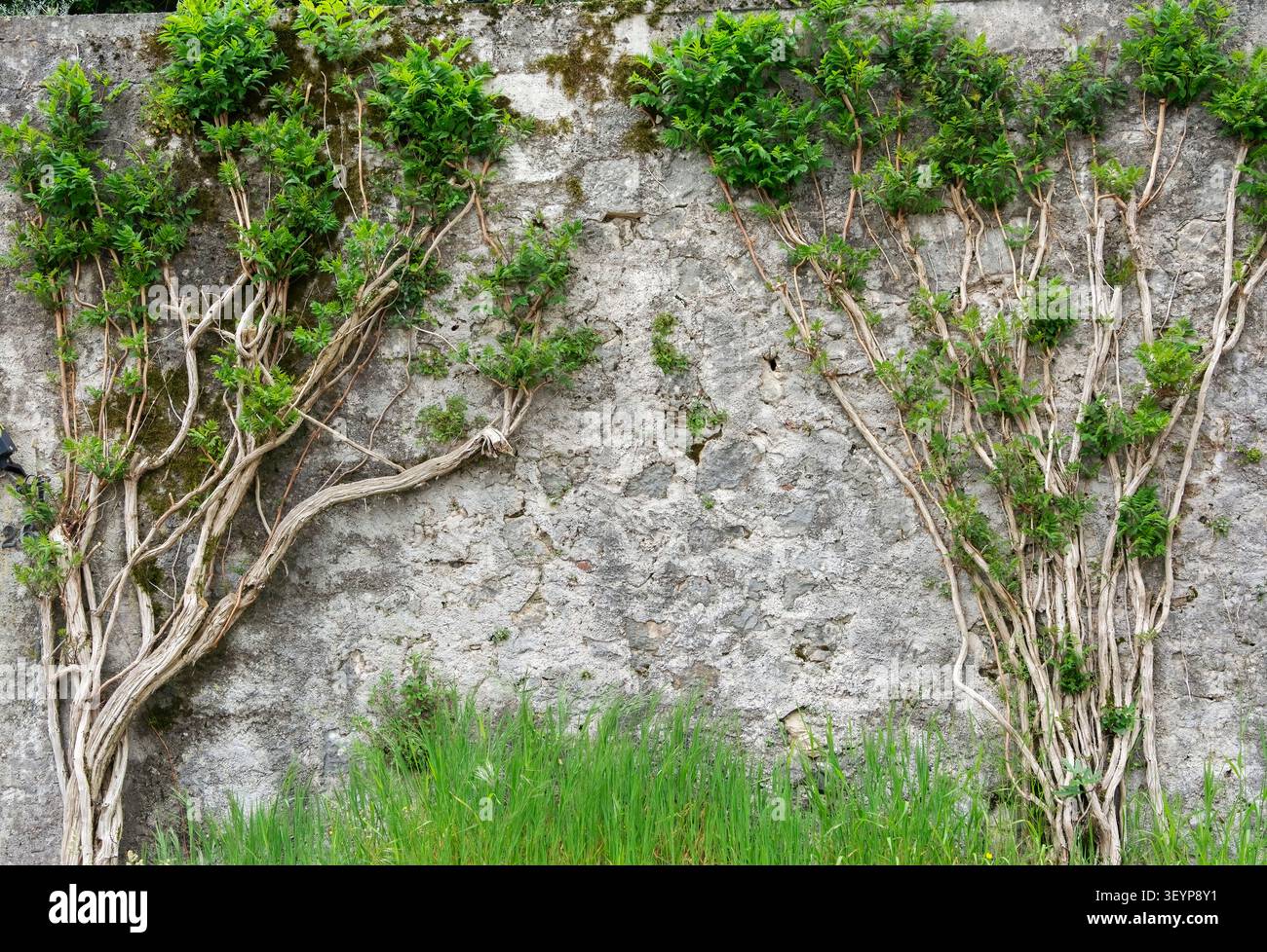 Kletterpflanzen, die über eine alte Steinmauer in Italien wachsen. Stockfoto