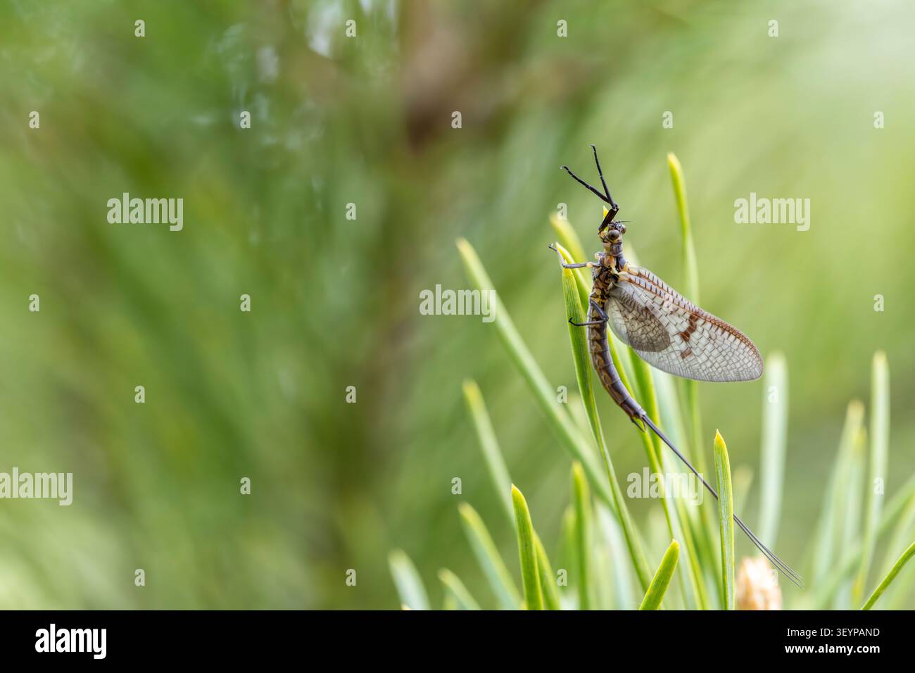 Makrofoto von Ephemeroptera-Insekten, die auf einer Nadelnadel ruhen. Der Rahmen bietet helles Tageslicht und viel Kopierraum auf der linken Seite. Stockfoto