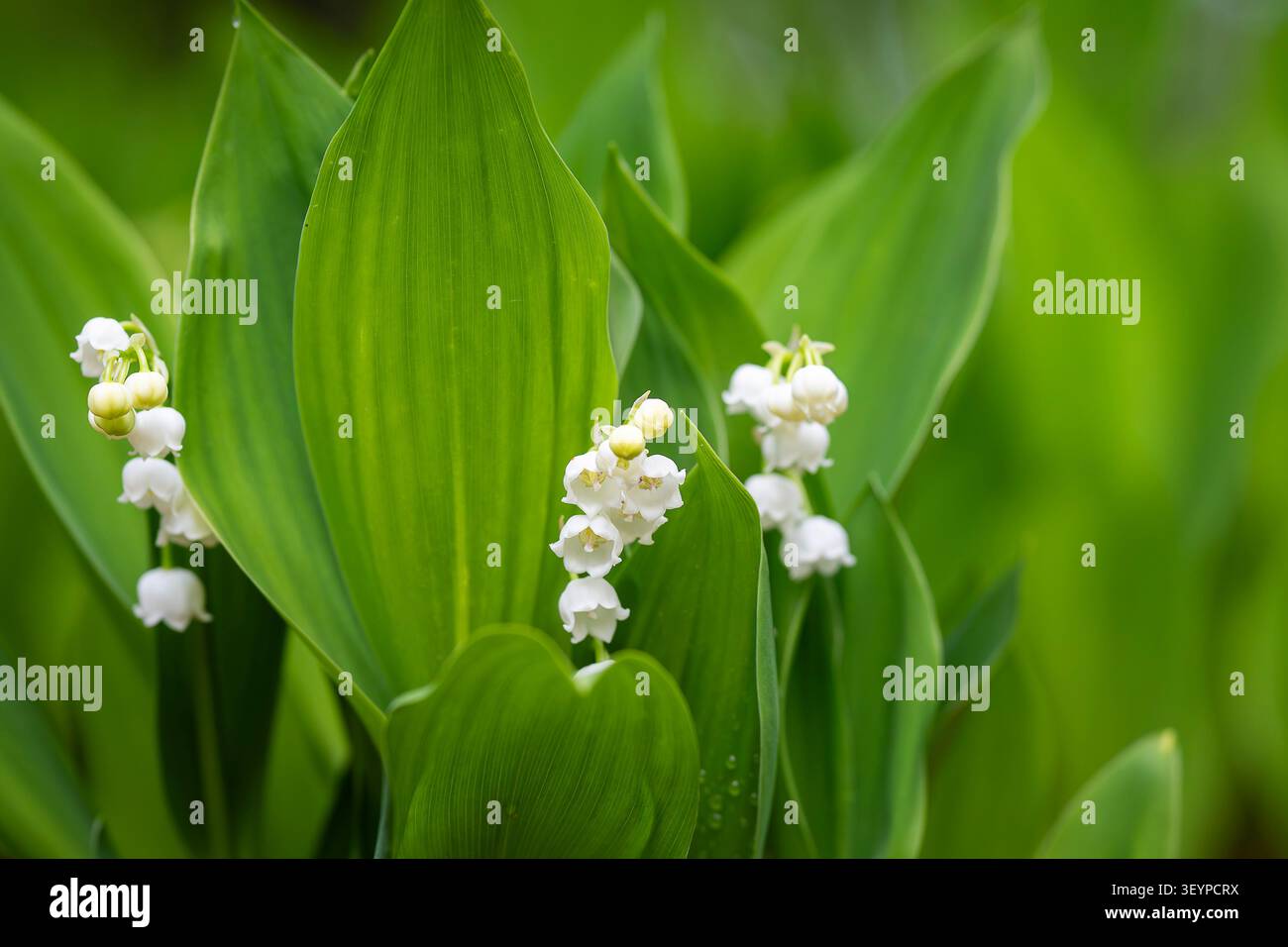 Blühende Maiglöckchen (Convallaria majalis) mit zarten weißen glockenförmigen Blüten, eingebettet zwischen grünen Blättern in einem Garten mit Frühlingswald. Stockfoto