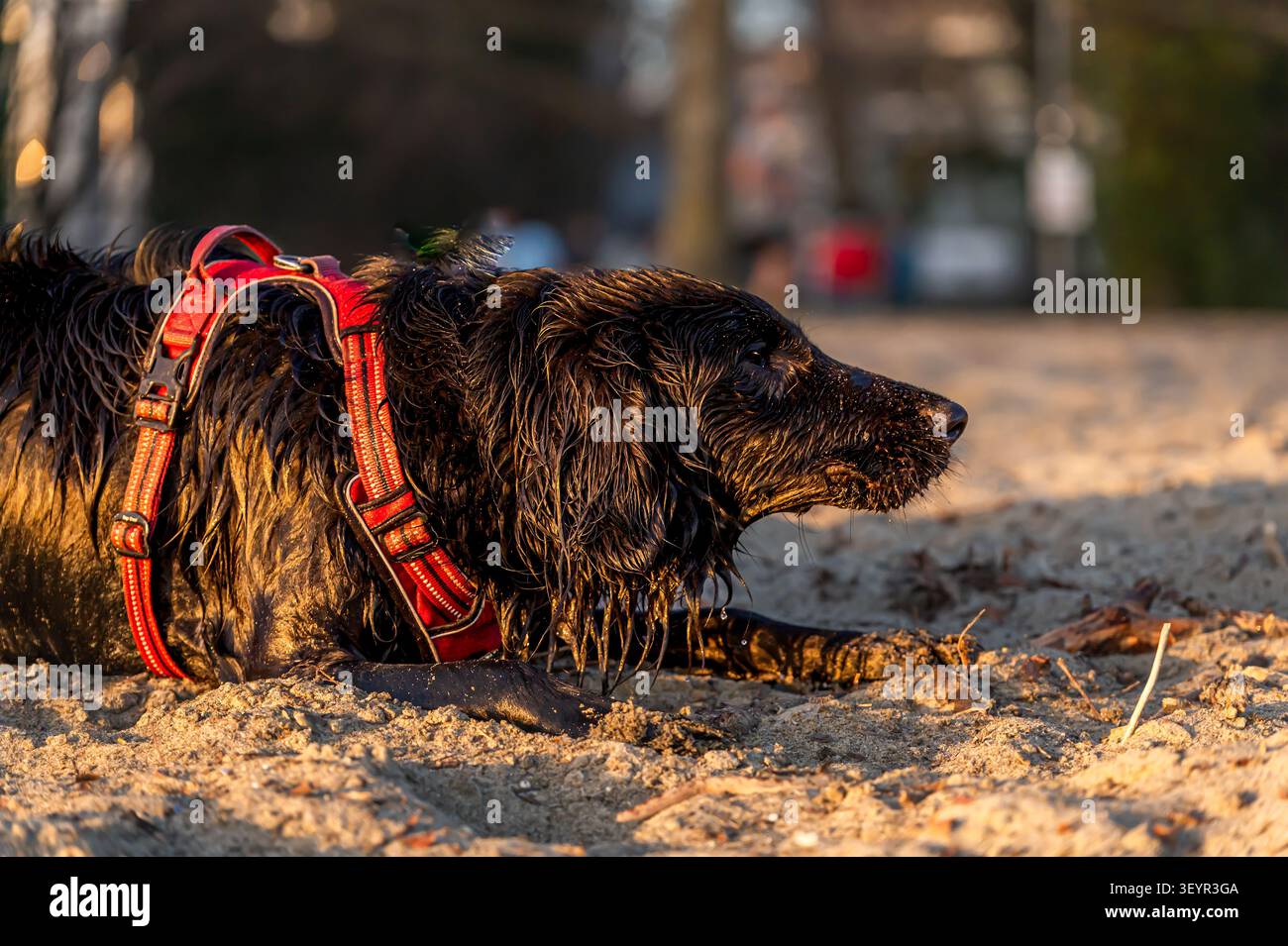 Ein nasser schwarzer englischer Cocker Spaniel am Sandy Beach bei der Golden Hour in Lausanne Schweiz Stockfoto