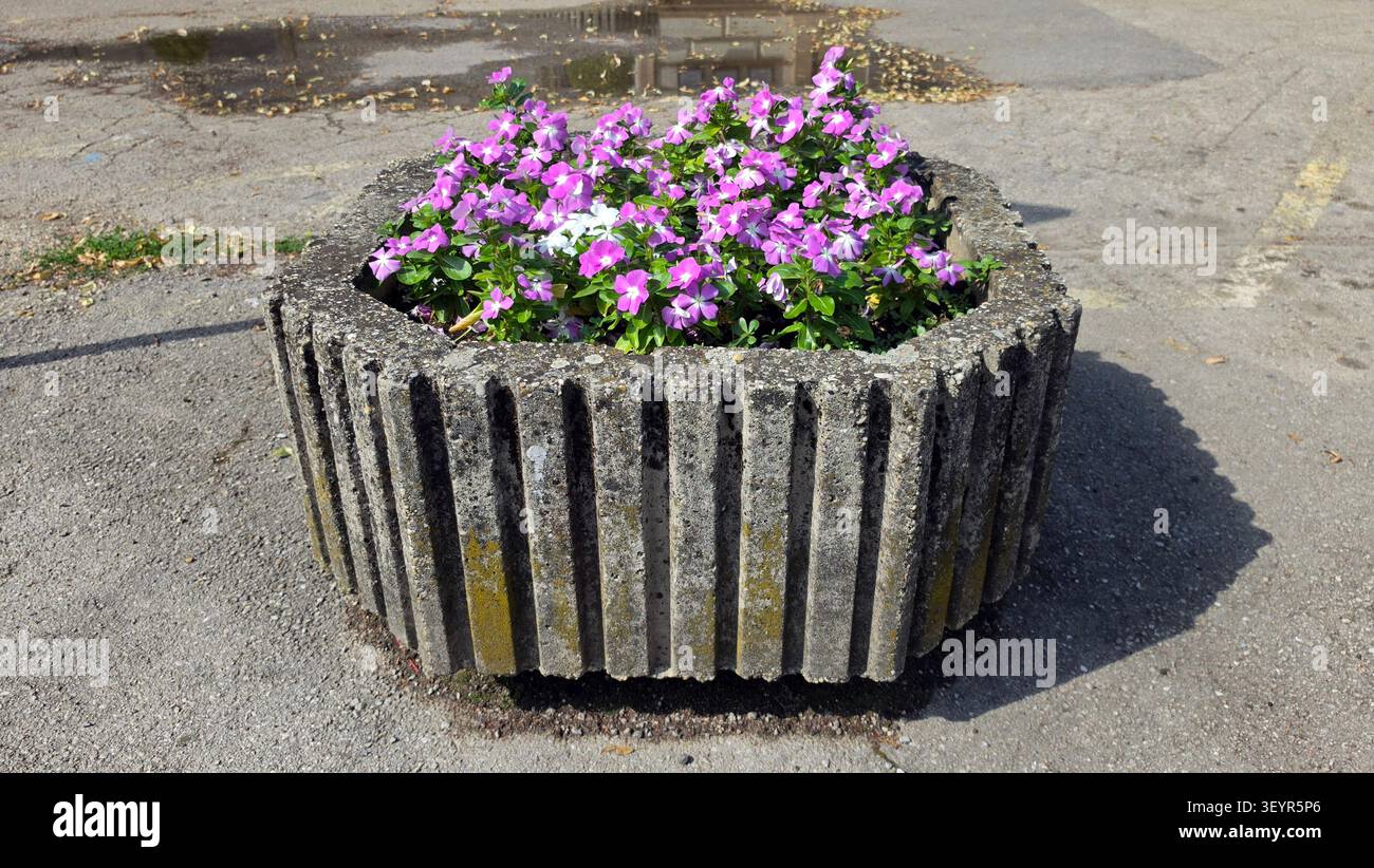Eine detaillierte Aufnahme auf Augenhöhe zeigt leuchtend rosa violette Blüten, die in einem verwitterten grauen Beton-Blumentopf auf einem Parkplatz mit Wasserpfanne wachsen Stockfoto