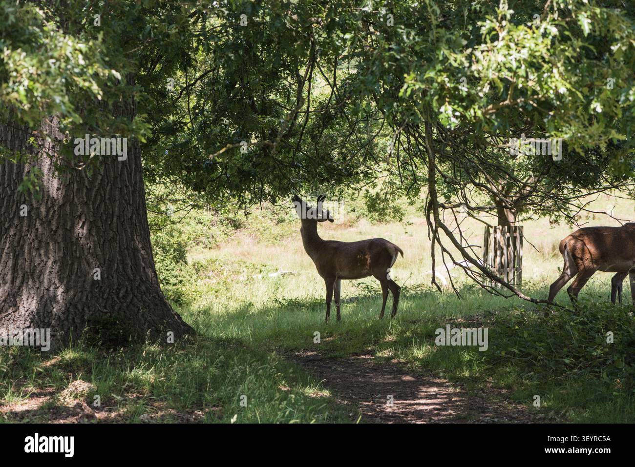 Hirsch (Cervus elaphus), der im Richmond Park, Surrey, auf Eichenblättern stöbert Stockfoto