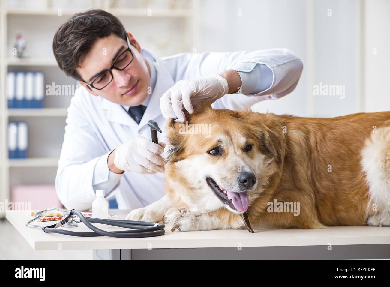 Arzt prüfen Golden Retriever Hund in der Tierklinik Stockfoto