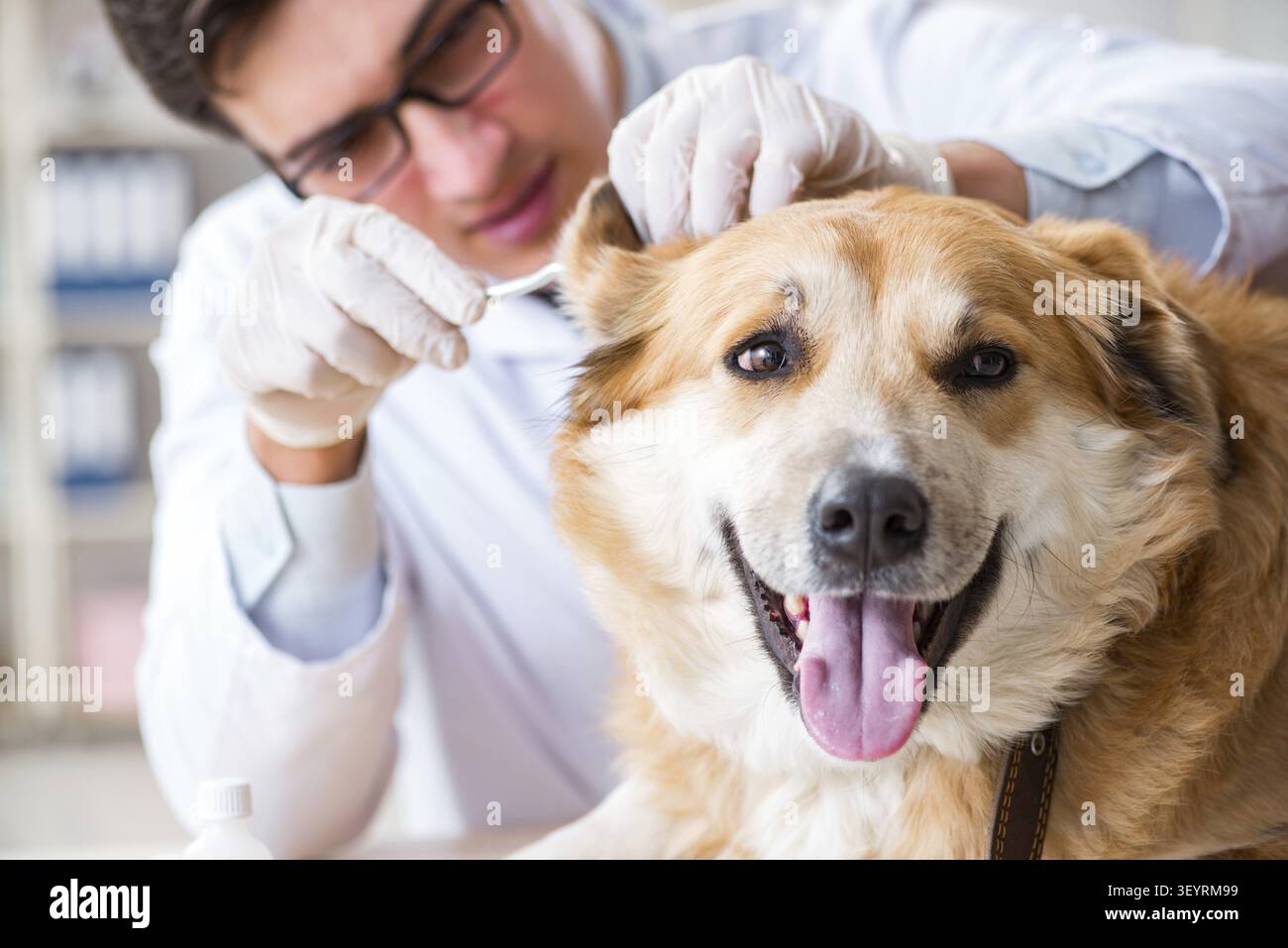 Arzt prüfen Golden Retriever Hund in der Tierklinik Stockfoto