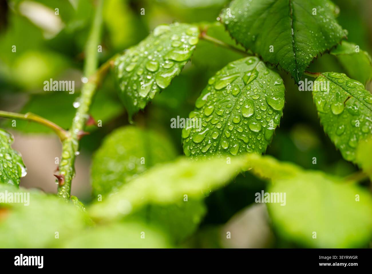 Detaillierte Makroaufnahme von Wassertropfen auf gezackten Kanten von Gartenblättern. Stockfoto