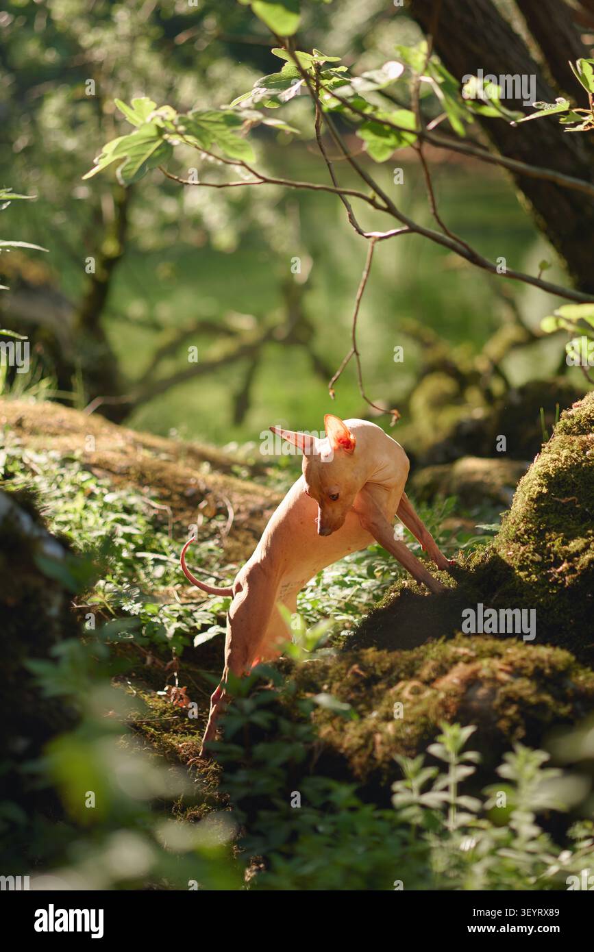 Nova Scotia Duck Tolling Retriever klettert über moosbedeckte Felsen in einem üppig grünen Wald. Energiegeladenes Outdoor-Abenteuer mit Wandern und Erkundungen Stockfoto