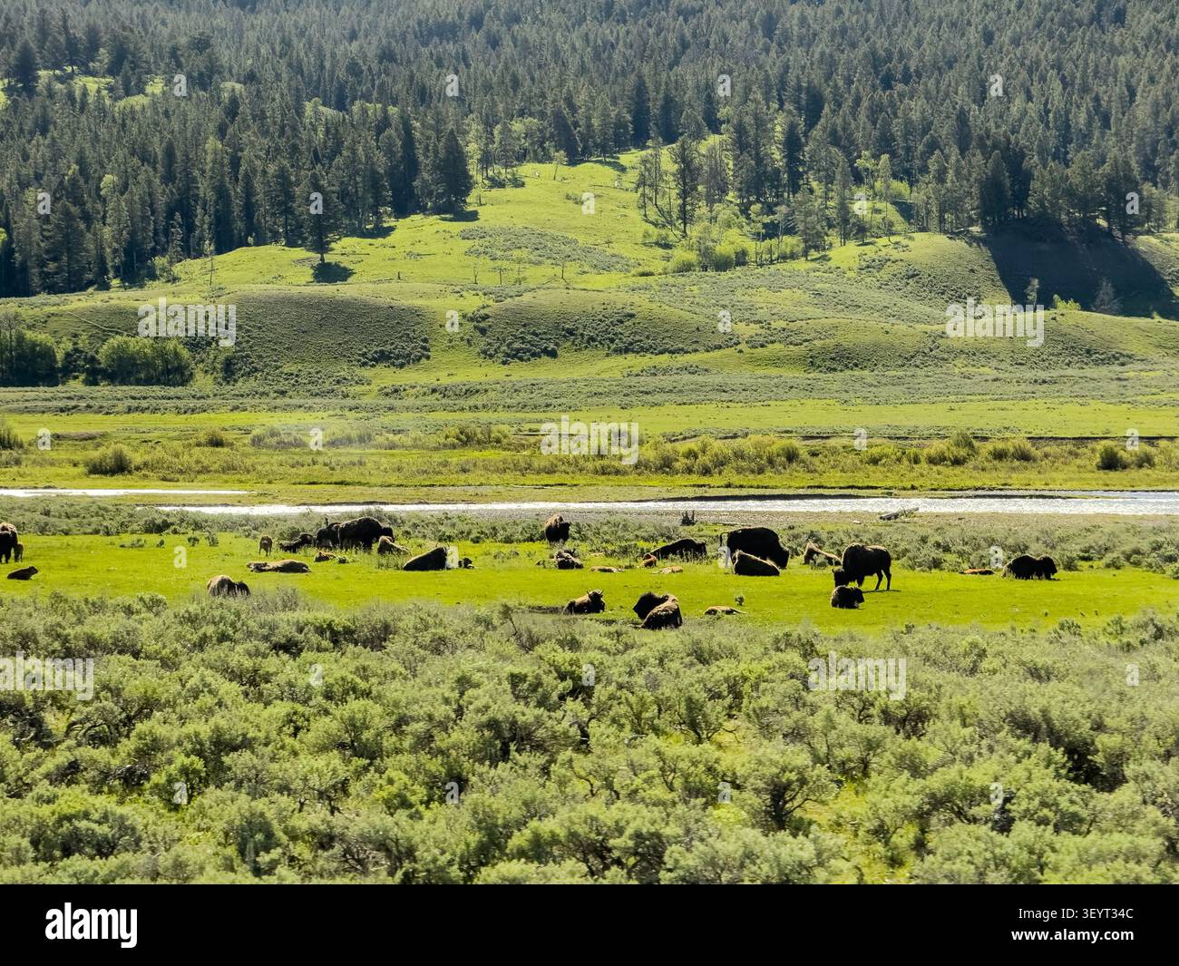Ein Haufen Bisons weidet in lebendigem grünem Gras entlang des Lamar River im Lamar Valley von Yellowstone, mit einem bewaldeten Hügel und sanften grünen Hügeln. Stockfoto