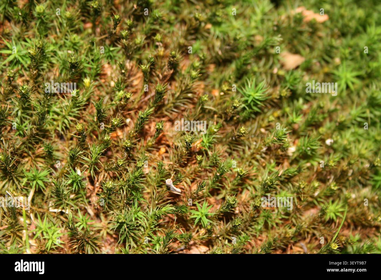 Nahaufnahme von grünem Moos, das auf dem Waldboden wächst, mit natürlicher Textur und selektivem Fokus Stockfoto