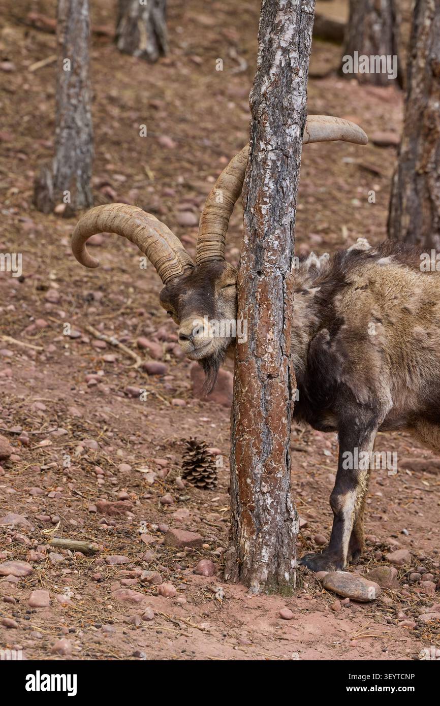 Wilder iberischer Steinbock, der zwischen Kiefern in natürlichen Waldgebieten steht. Stockfoto