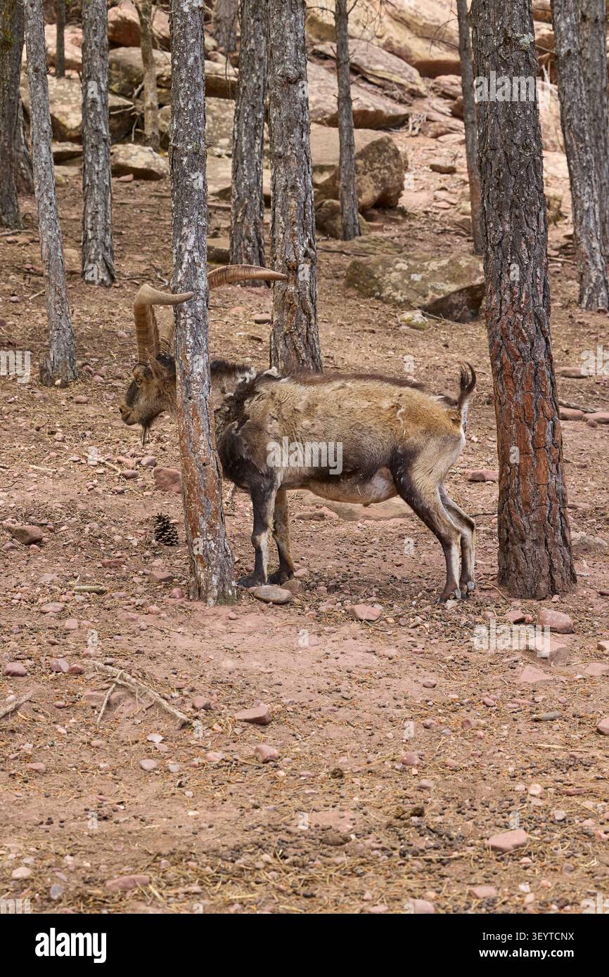 Wilder iberischer Steinbock, der zwischen Kiefern in natürlichen Waldgebieten steht. Stockfoto