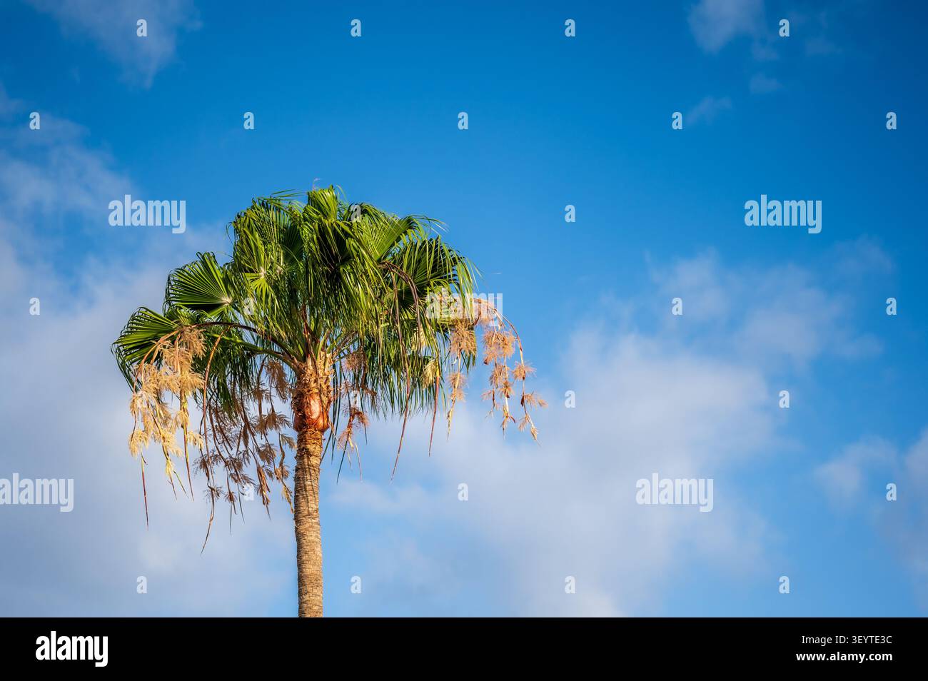 Eine hohe Palmenbaum, vor einem tiefblauen Sommerhimmel, mit einigen fadenweißen Wolken in der Luft Stockfoto