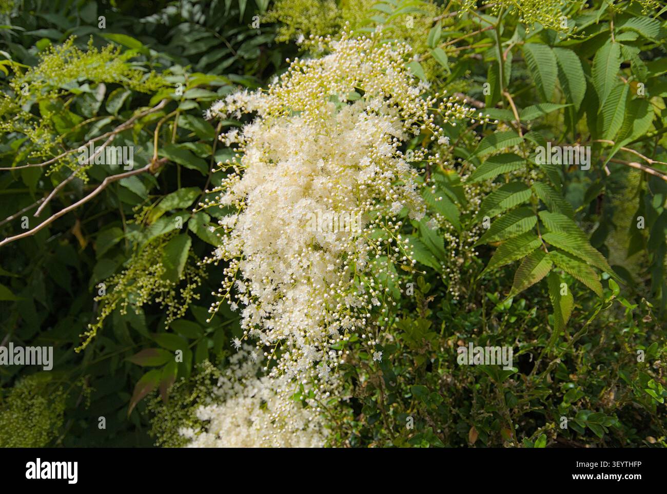 Sorbaria sorbifolia (Falscher Ziegenbart) wächst wild Stockfoto