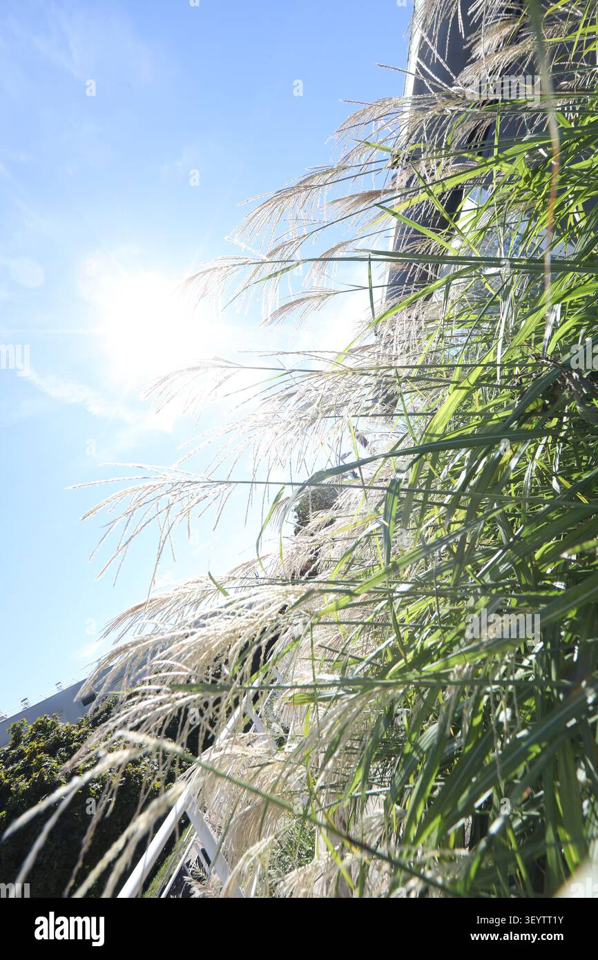 L'herbe grandit sous le soleil chaud du midi. Stockfoto