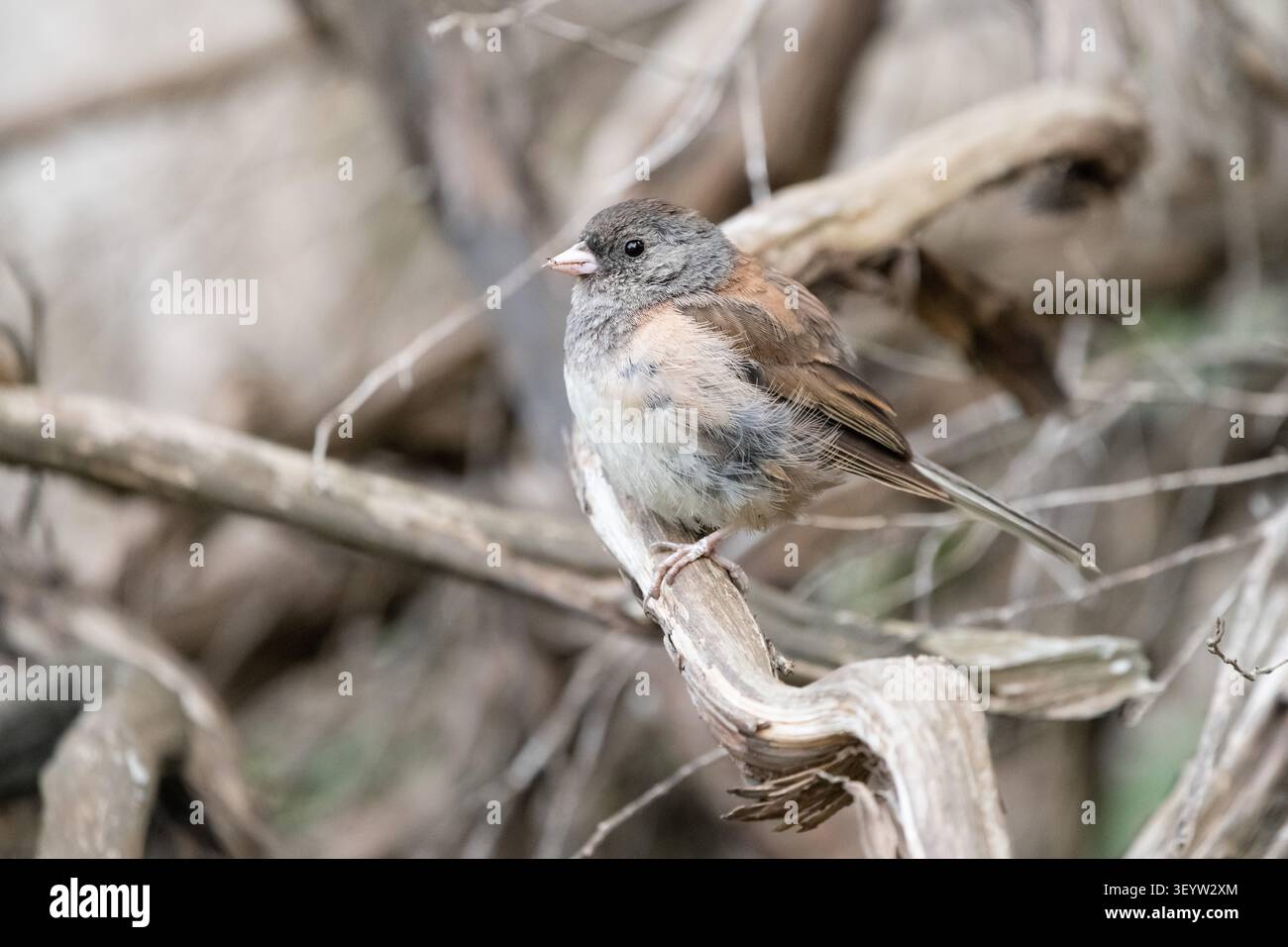 Ein dunkeläugiger Junco im Golden Gate Park, San Francisco, Kalifornien. Stockfoto