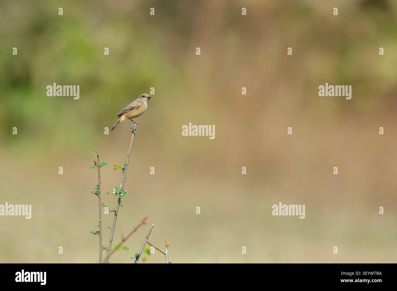 Ein Weibchen des Gewöhnlichen Steinrötels, auch bekannt als Sibirischer Steinrötel, ist ein Wintergast in Indien. Dieses hier wurde in Bakor, Gujarat, Indien, fotografiert. Stockfoto