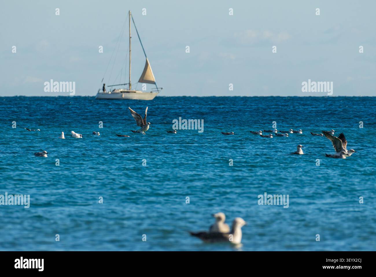 Ruhige Küstenszene mit einem einsamen weißen Segelboot, das an einem tiefblauen Horizont unter klarem Himmel driftet. Im Vordergrund steht eine Schar Möwen Stockfoto