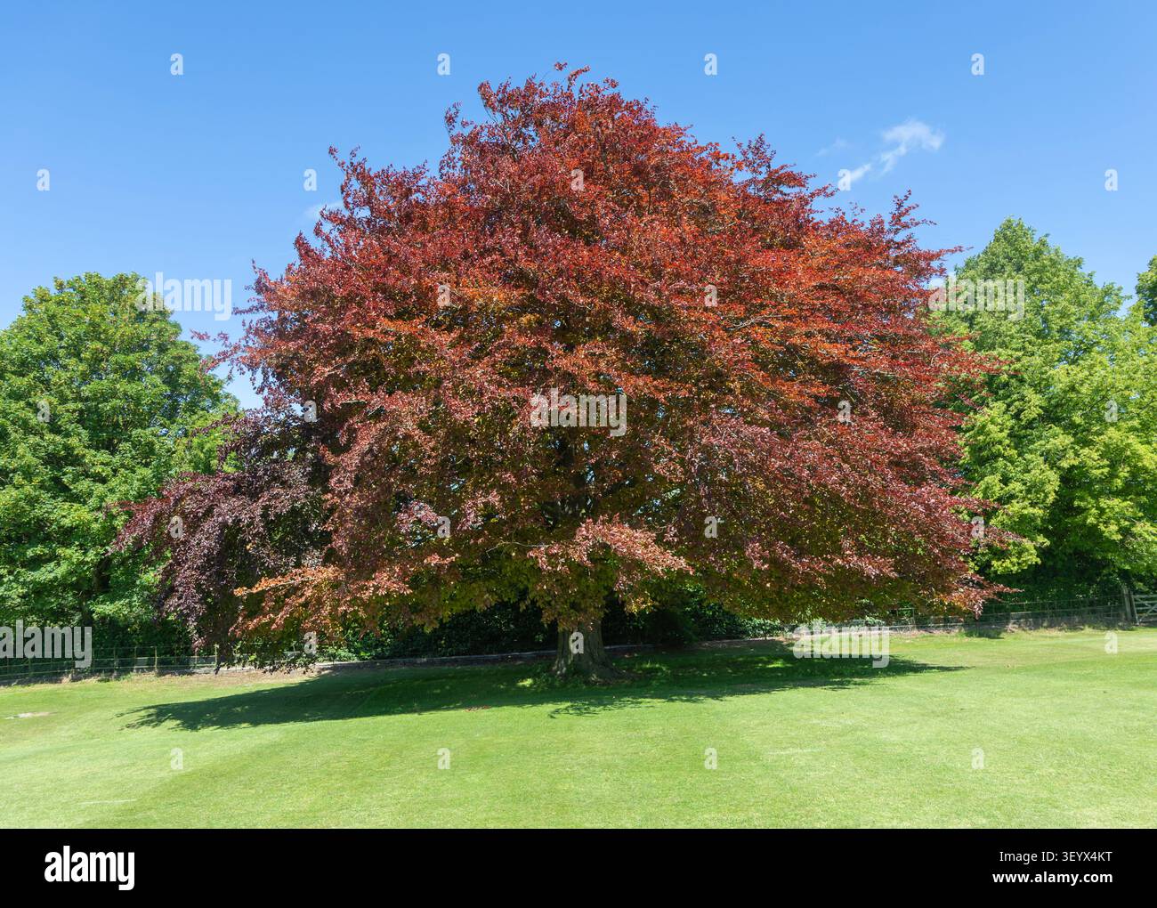 Kupferbuche, Purple Buche, Fagus sylvatica purpurea, Außenfeld des Dorfes Cricket Ground, Avebury, Wiltshire, England, Großbritannien Stockfoto