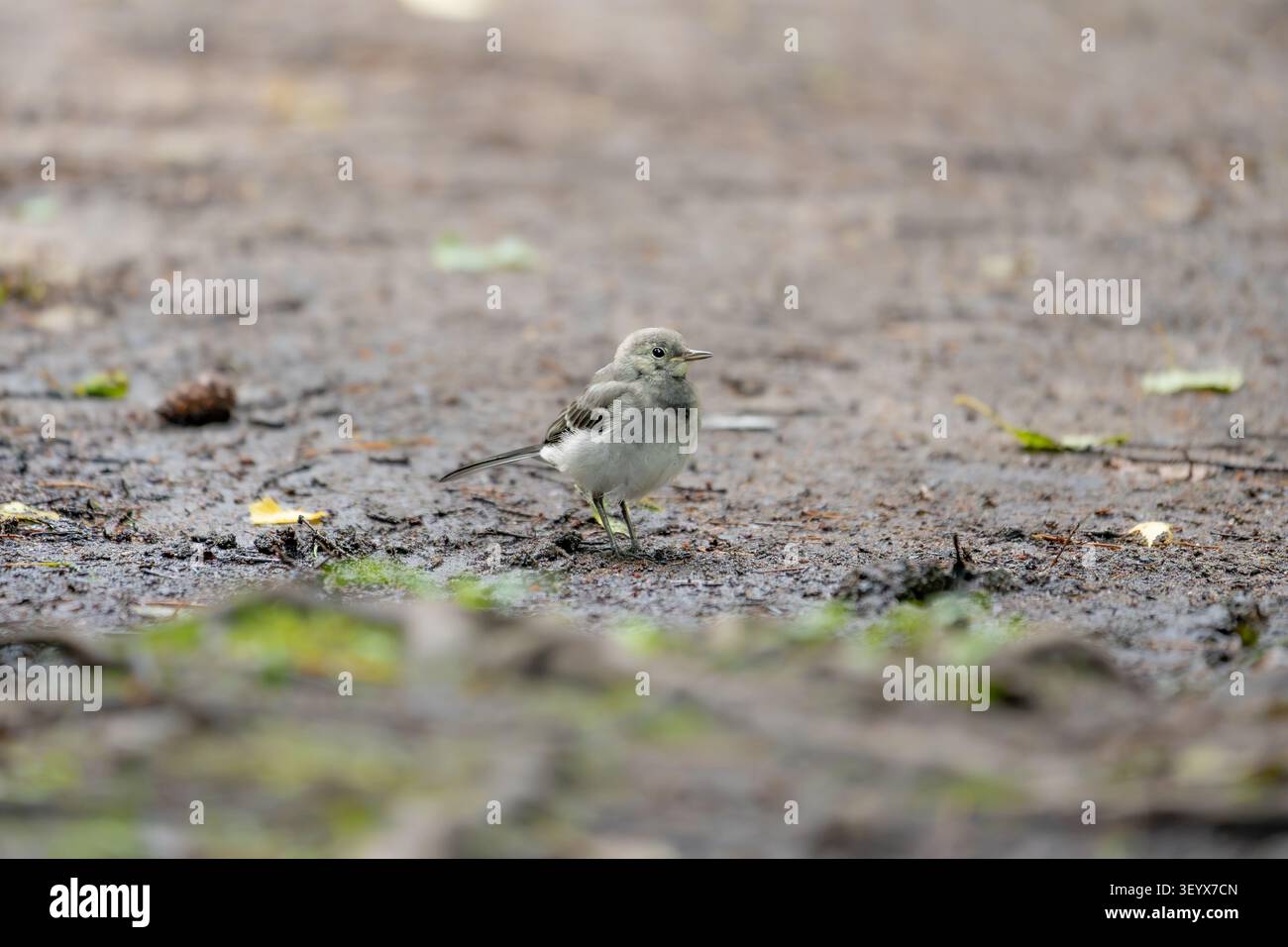 Weißer Bachstelzner (Motacilla alba) steht auf einem Waldweg und sucht den Boden nach Insekten ab. Stockfoto