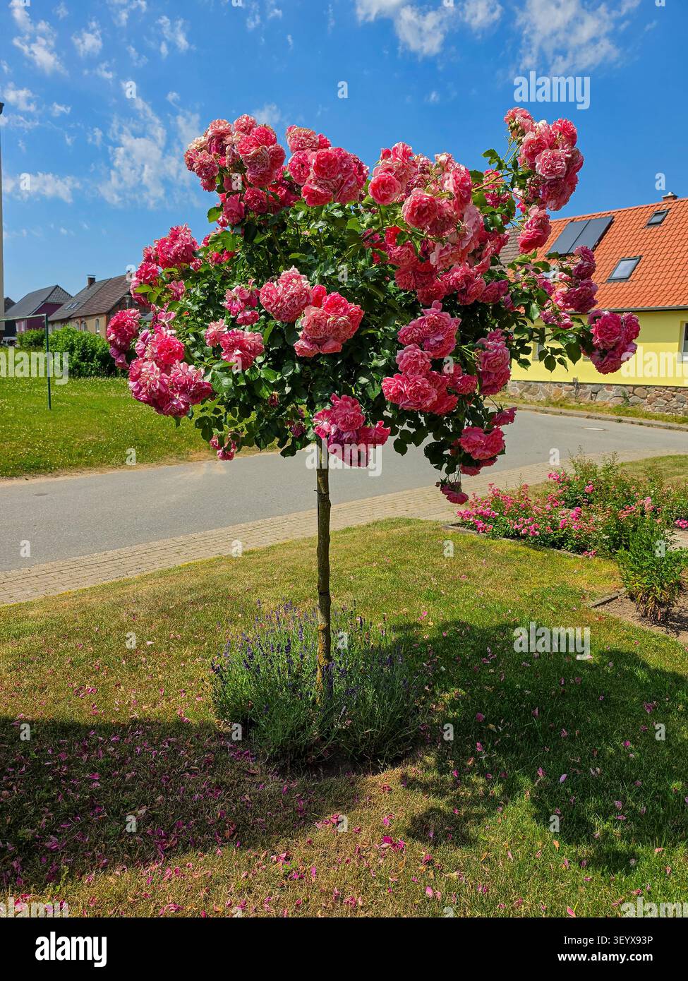 Blühender rosa blühender Baum entlang einer ruhigen Wohnstraße an einem sonnigen Sommertag Stockfoto