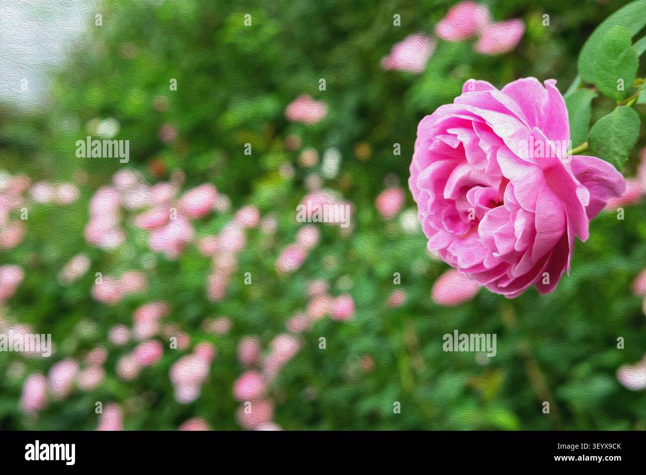 Abstraktes rosafarbenes Gartenrosen-Ölgemälde - romantische traumhafte botanische Kunst mit malerischer Textur und elegantem Blumenanhänger für Wanddekor Stockfoto