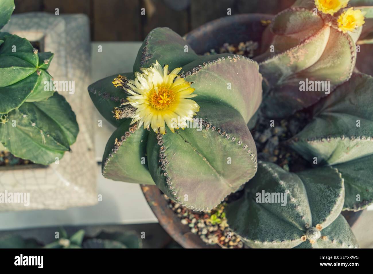 Blume auf einem grünen Kakteen in der Wüste Stockfoto