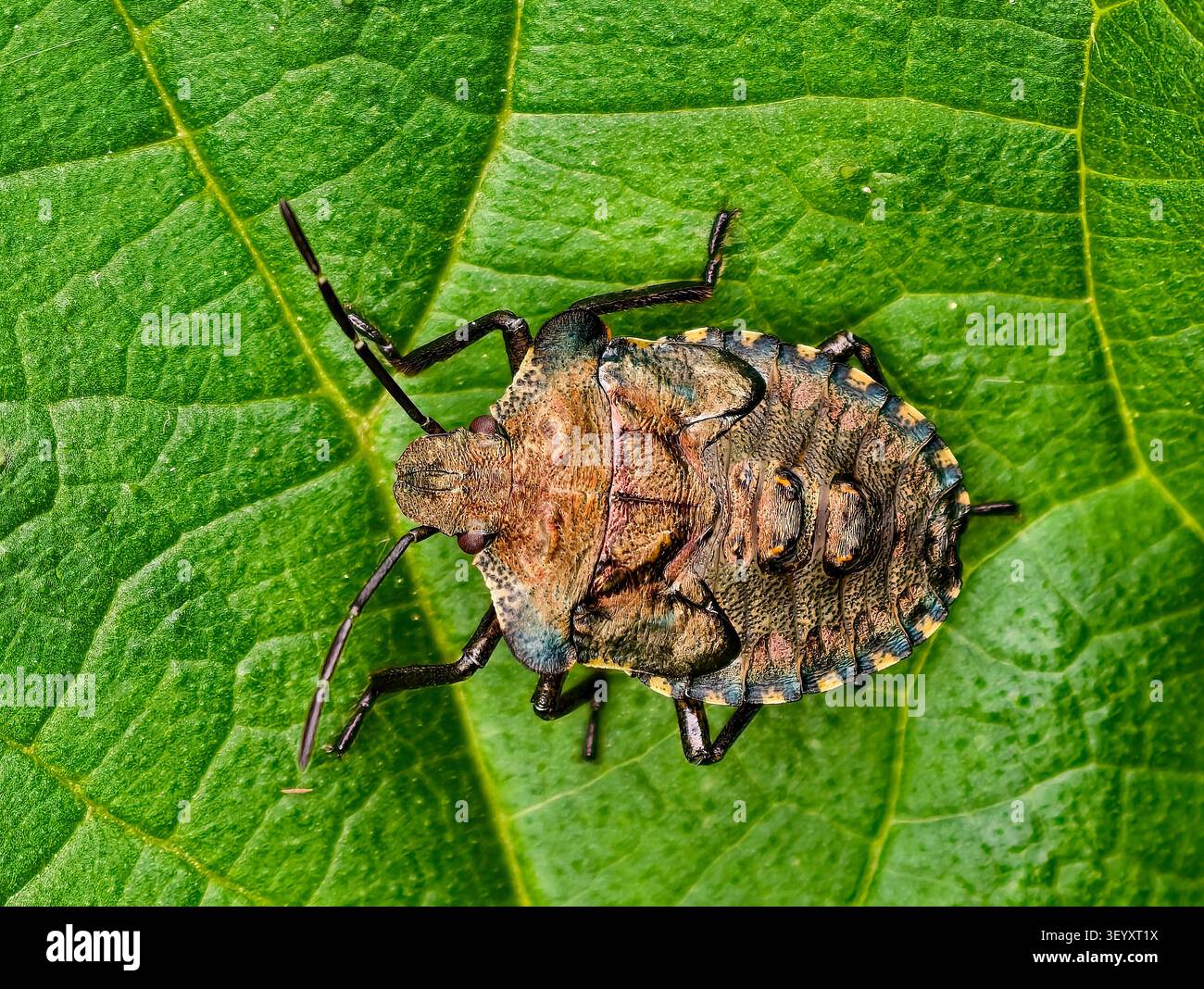 Red-legged Shieldbug Pentatoma rufipes alias Wald Bug - Endgültige instar Nymphe Stockfoto