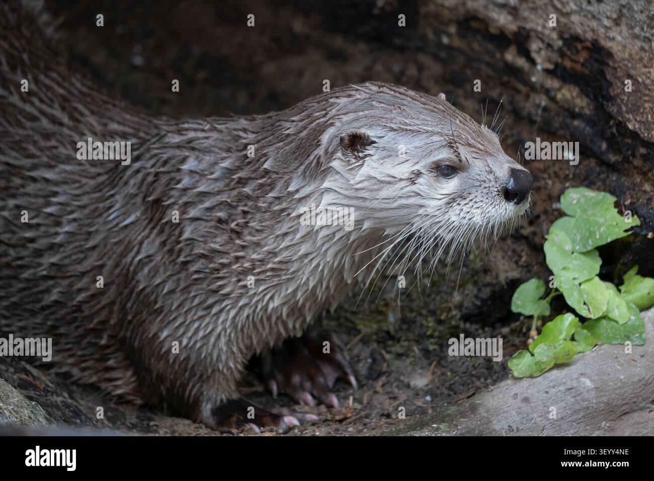 Der nordamerikanische Flussotter (Lontra canadensis), semiaquatisches Säugetier in der Familie Mustelidae, endemisches Tier auf dem nordamerikanischen Kontinent. Stockfoto