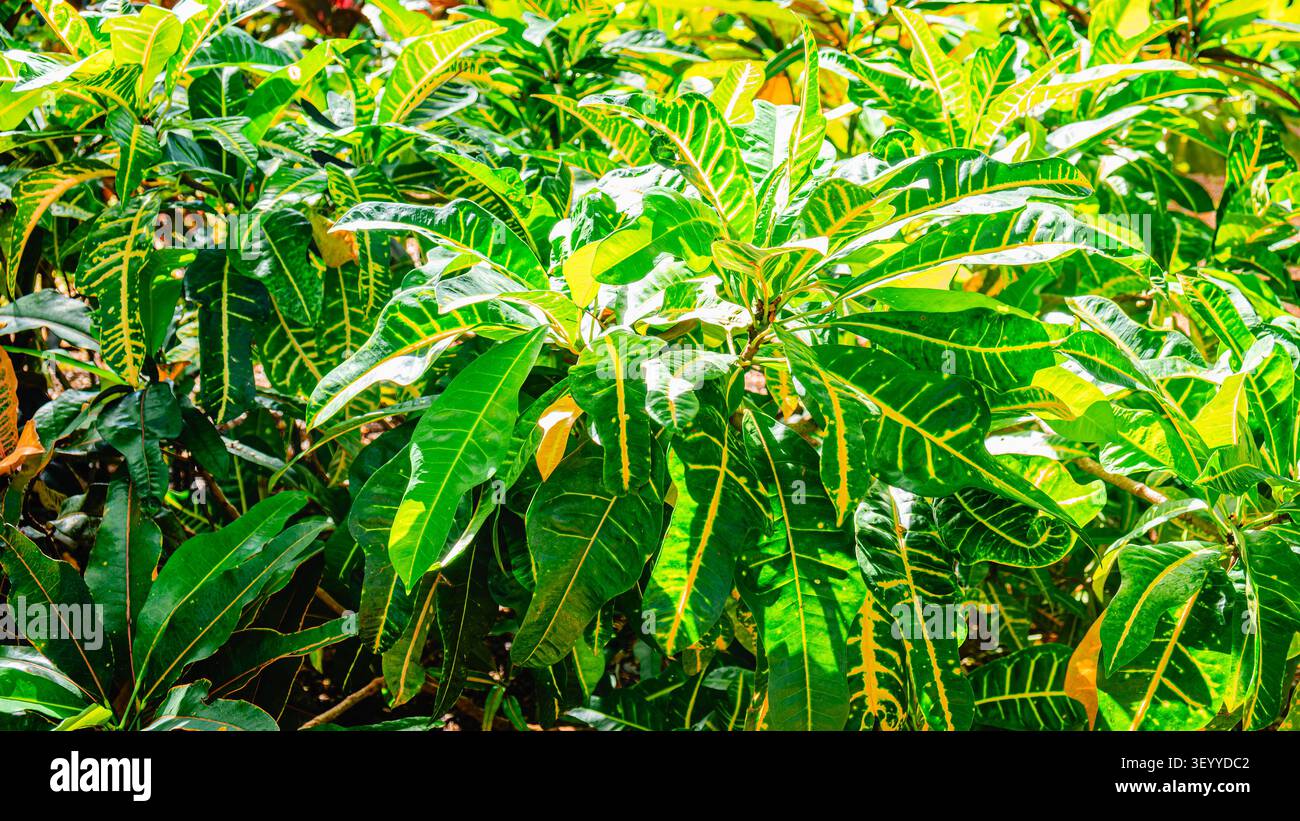 Hellgrüne Blätter strahlen im Sonnenlicht und zeigen üppiges Gartenlaub in tropischer Umgebung Stockfoto