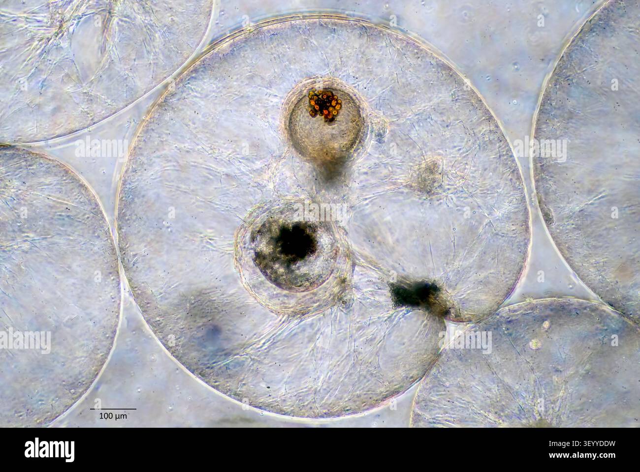 Die biolumineszierenden Dinoflagellaten Noctiluca scintillans, die im Juni aus Küstengewässern vor Hidra (Agder, Norwegen) entnommen wurden. Stockfoto