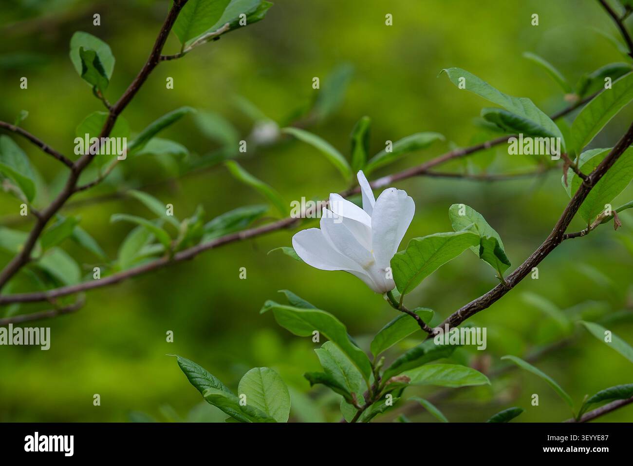Elegante weiße Magnolia zenii erblühen im Frühjahr auf einem grünen Zweig, erfasst von sanftem natürlichem Licht und einem üppigen grünen Bokeh-Hintergrund. Stockfoto