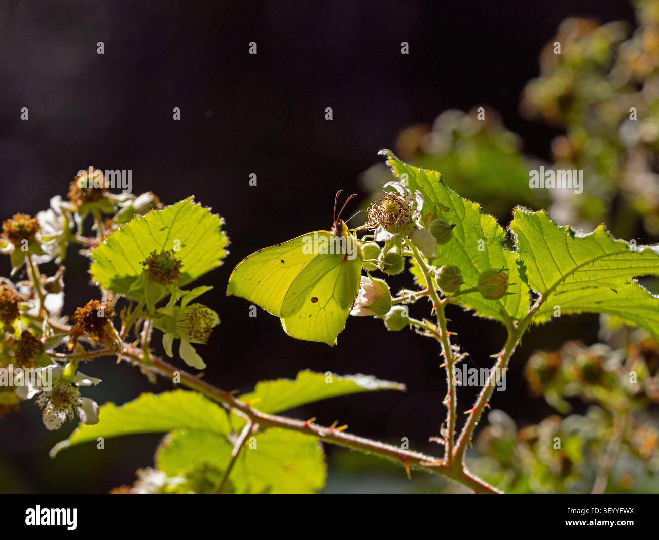 Gonepteryx rhamni - Schwefel Schmetterling Juli Sommer Fütterung von Brombeerblumen Stockfoto